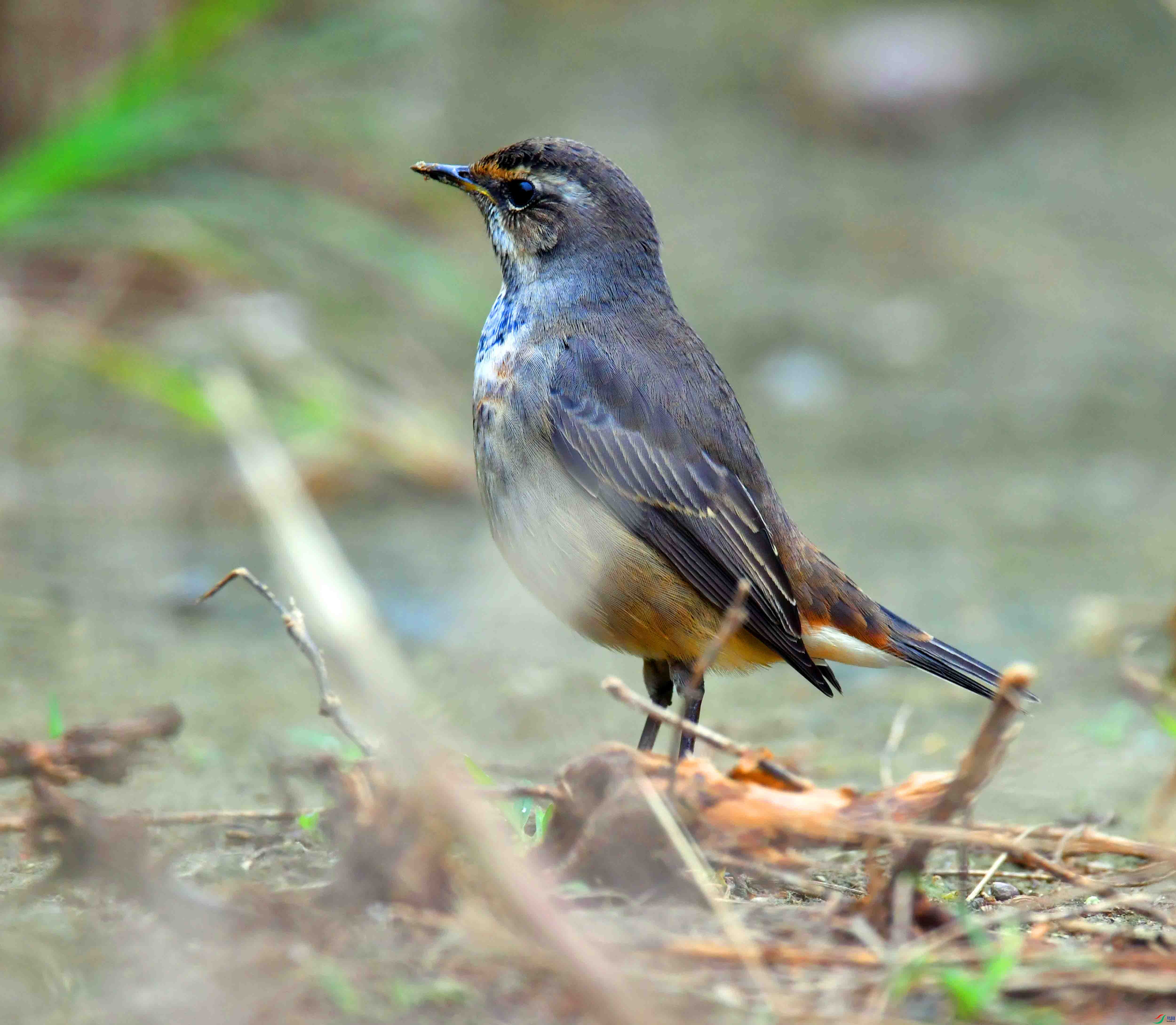 DSC_3827.JPG