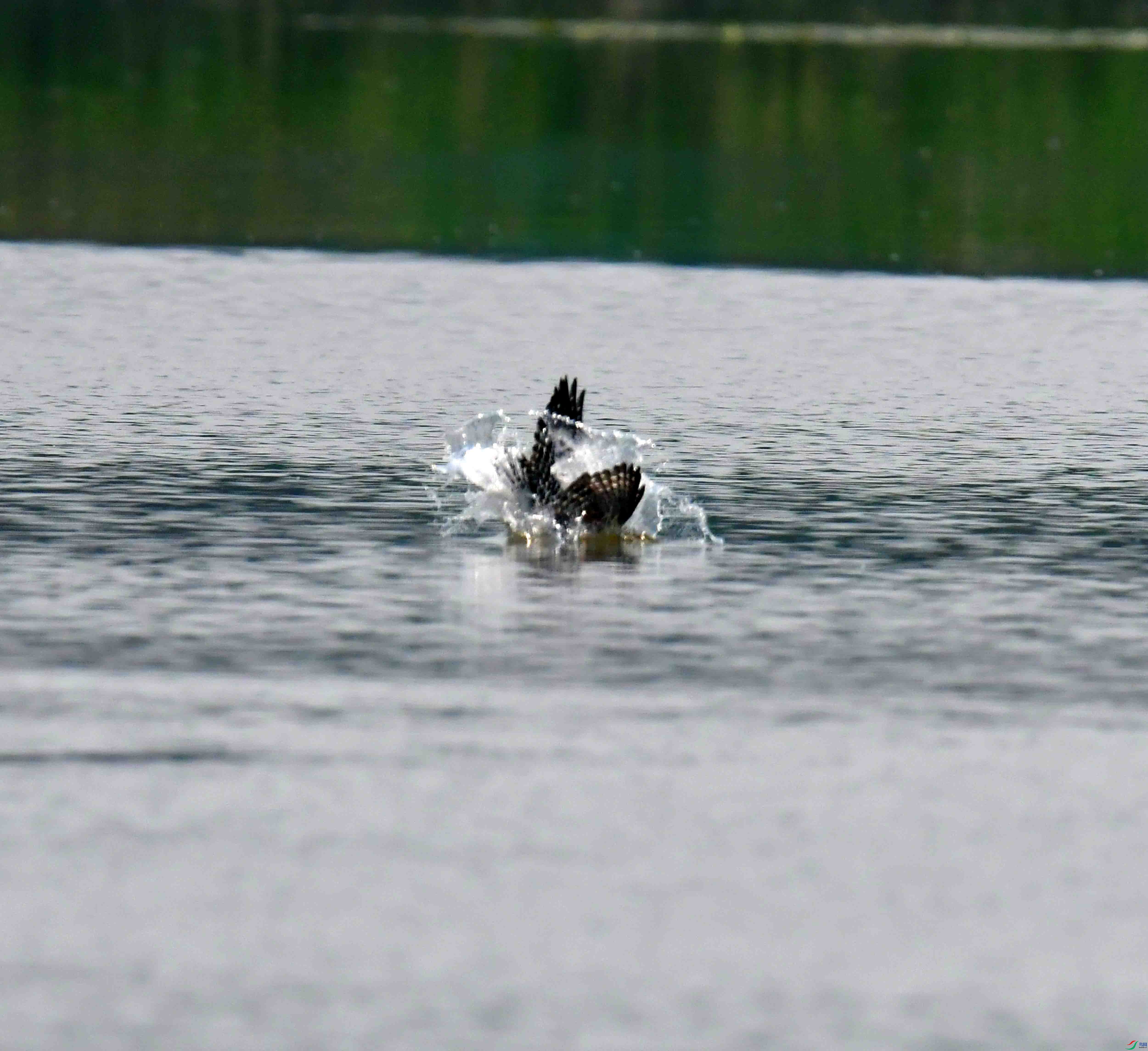 DSC_2263.JPG
