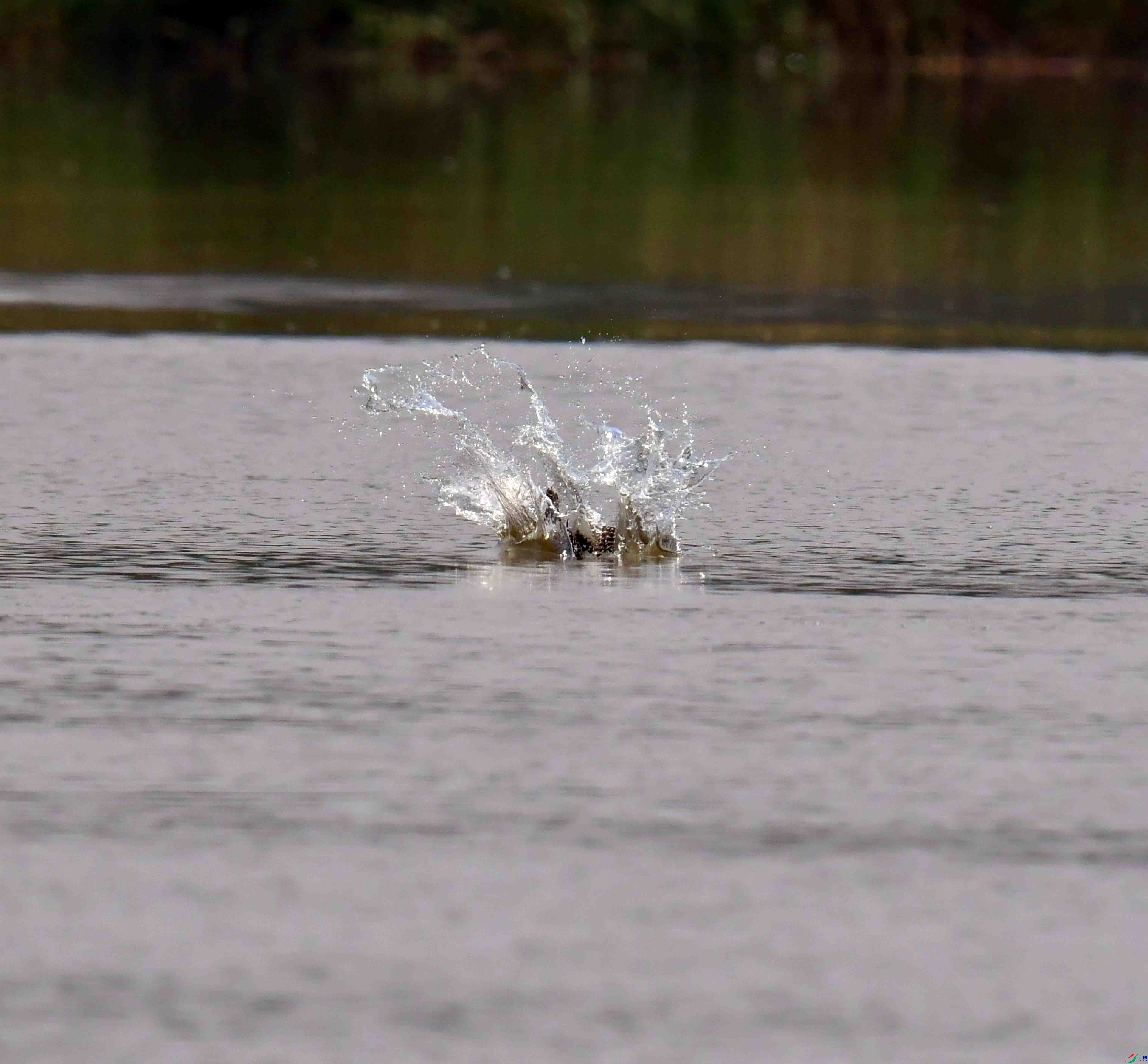 DSC_2295.JPG