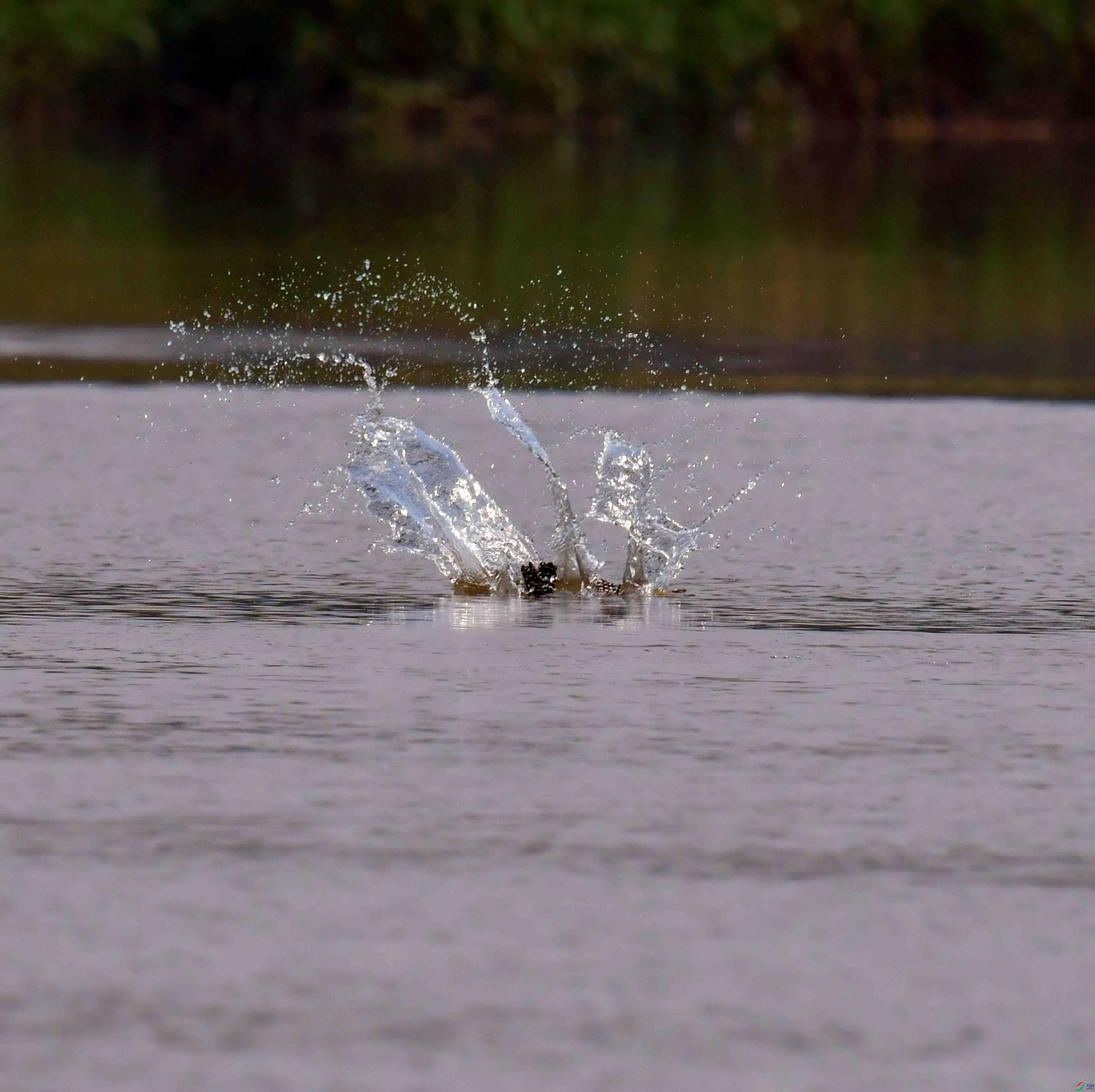 DSC_2296.JPG