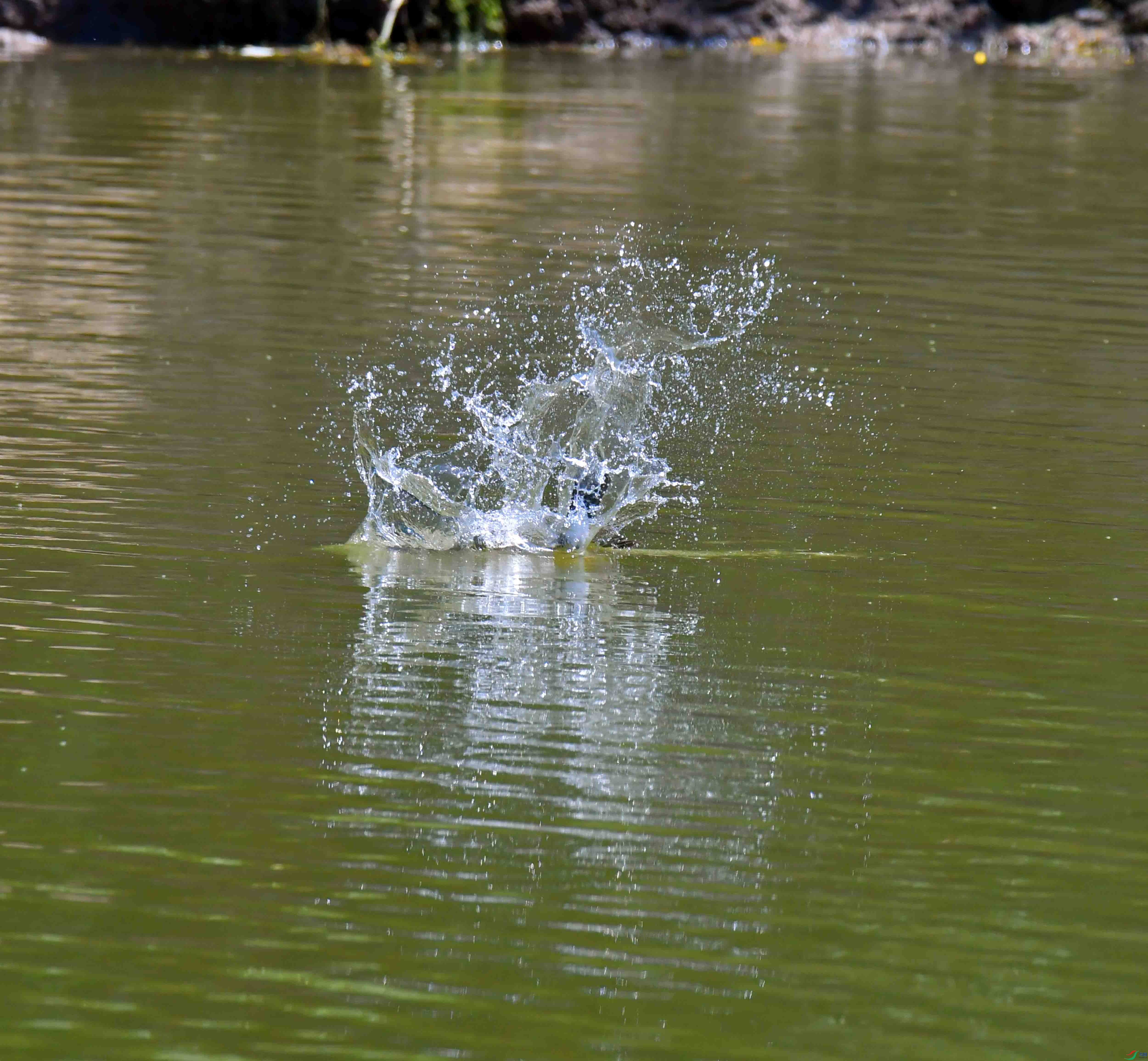 DSC_2551.JPG