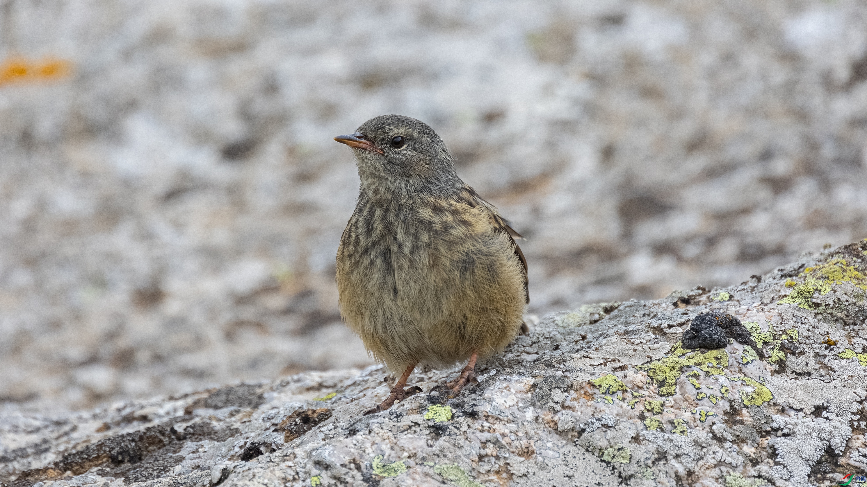 381A0054 ����.jpg