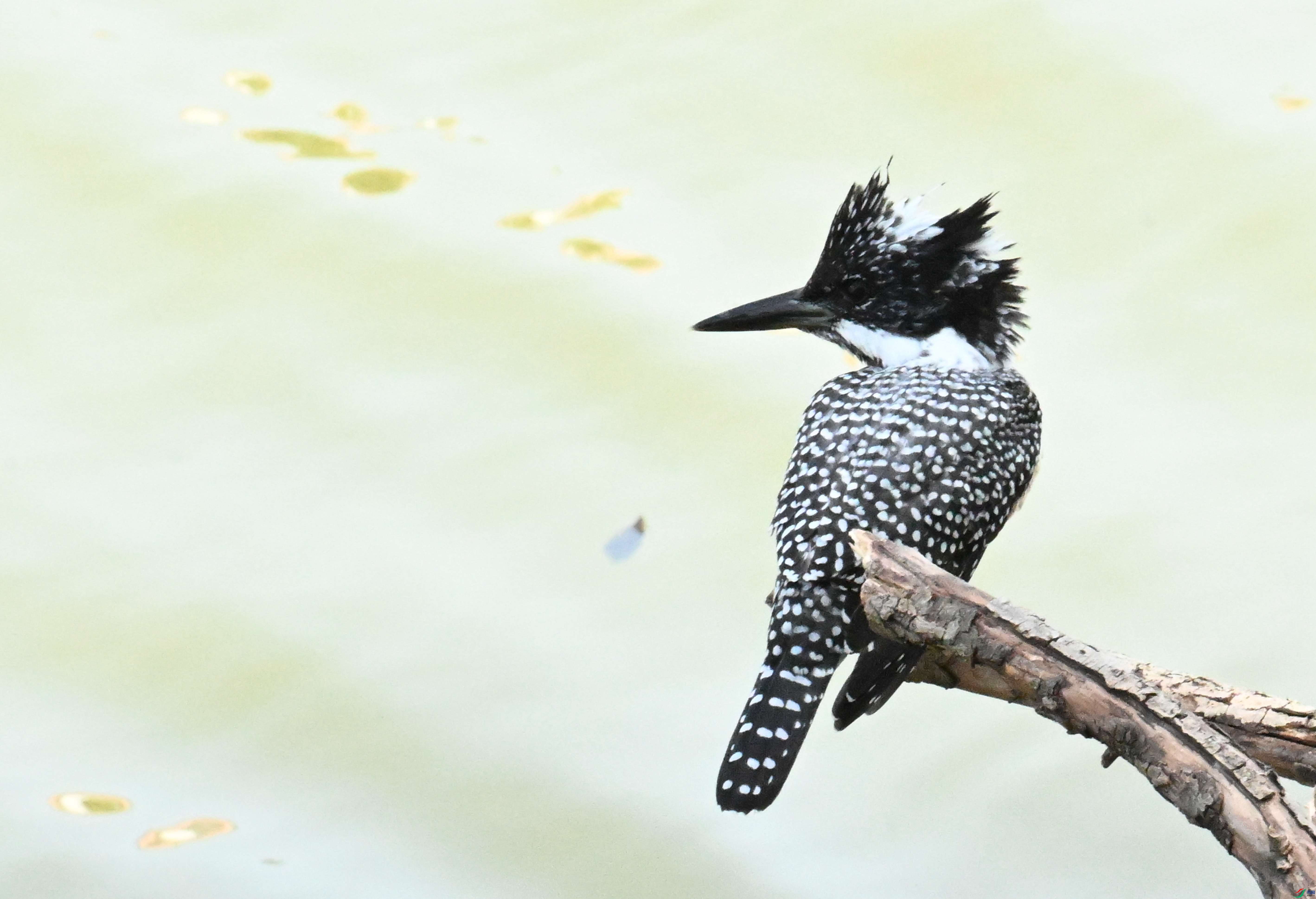 DSC_7657.JPG