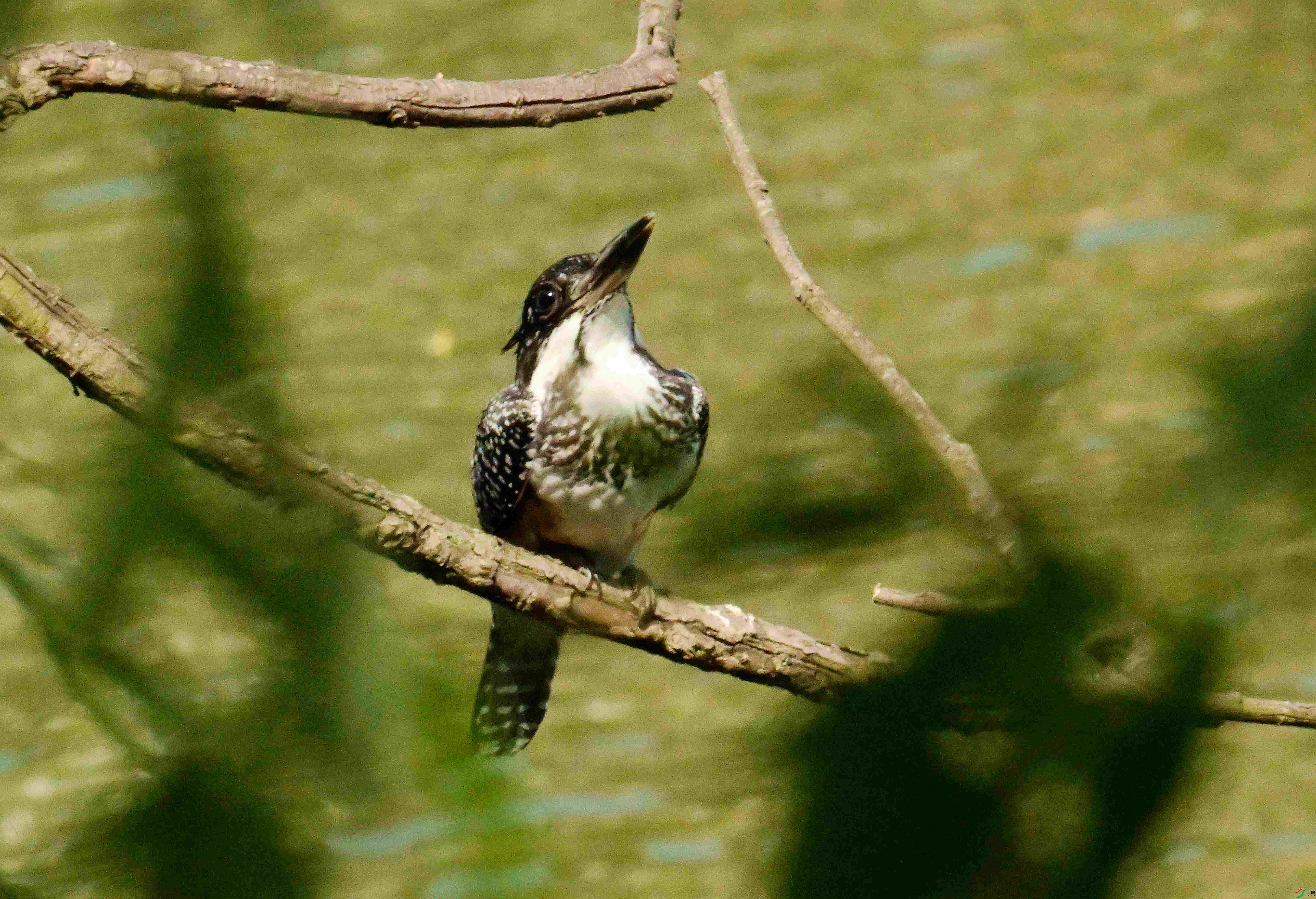 DSC_7466.JPG