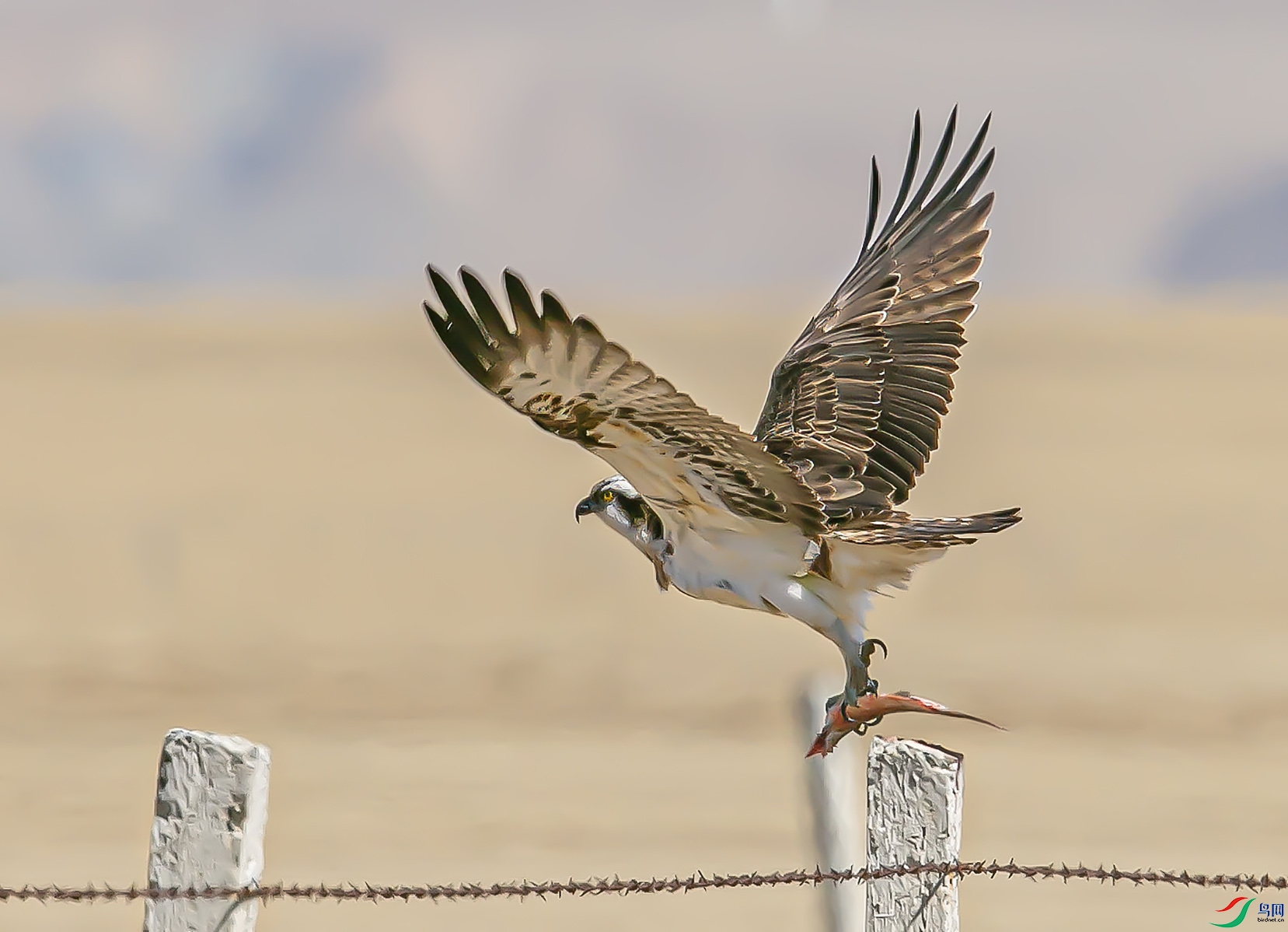 _I6W4091 ������.jpg