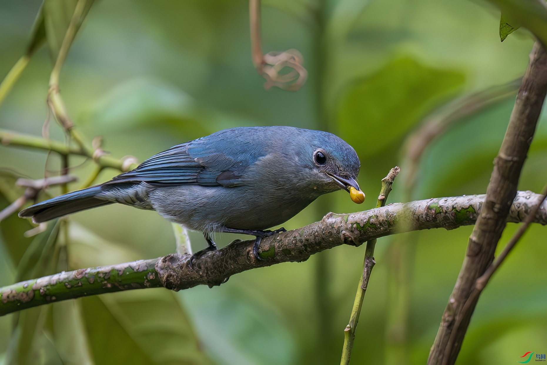 �ɿڵ�����