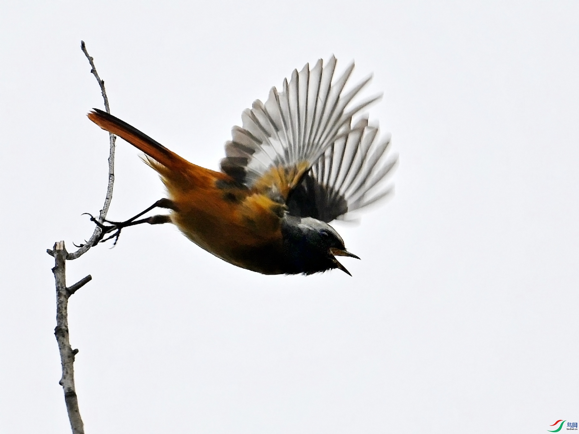 DSC_3849_conew2.jpg