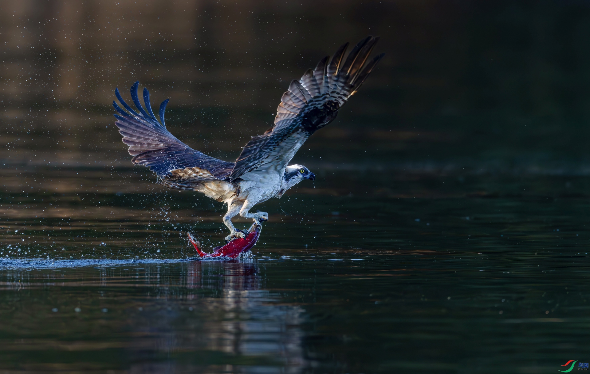 498A5062_1_1.jpg