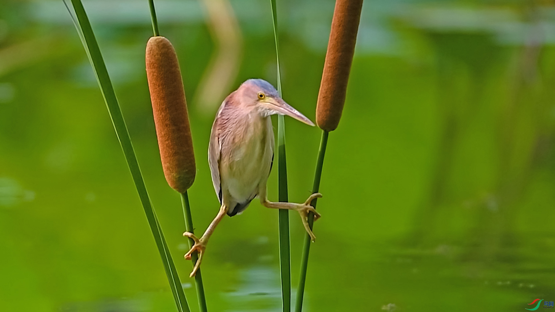 63 �� ����.00_00_45_13.Still003.jpg