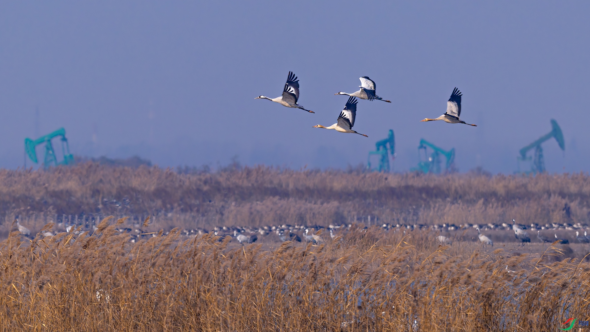 _DSC4118-DxO_DeepPRIME XD2s_XD-1.jpg