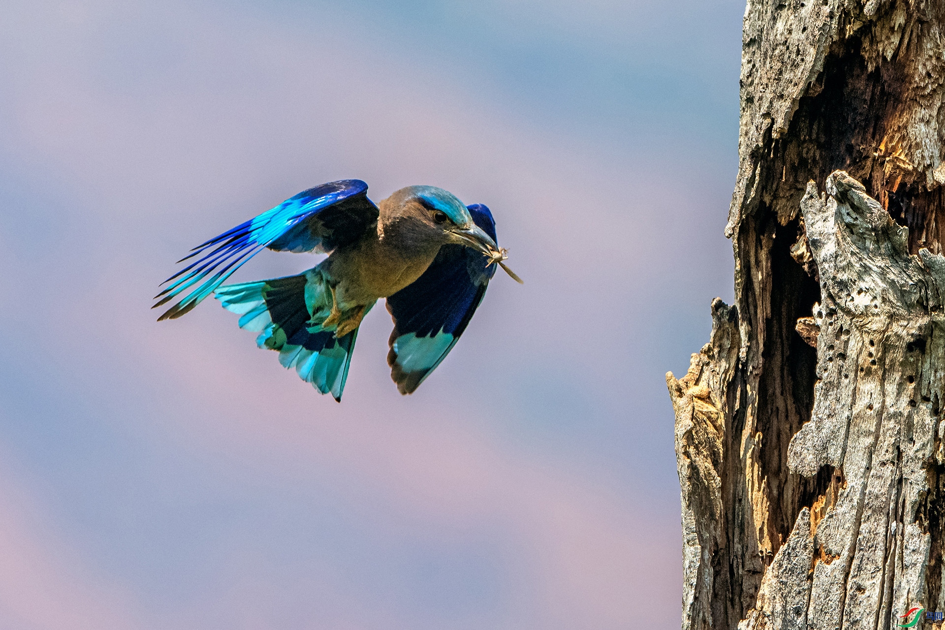 _AUU4270���ط�ɮ(24.5.13).jpg