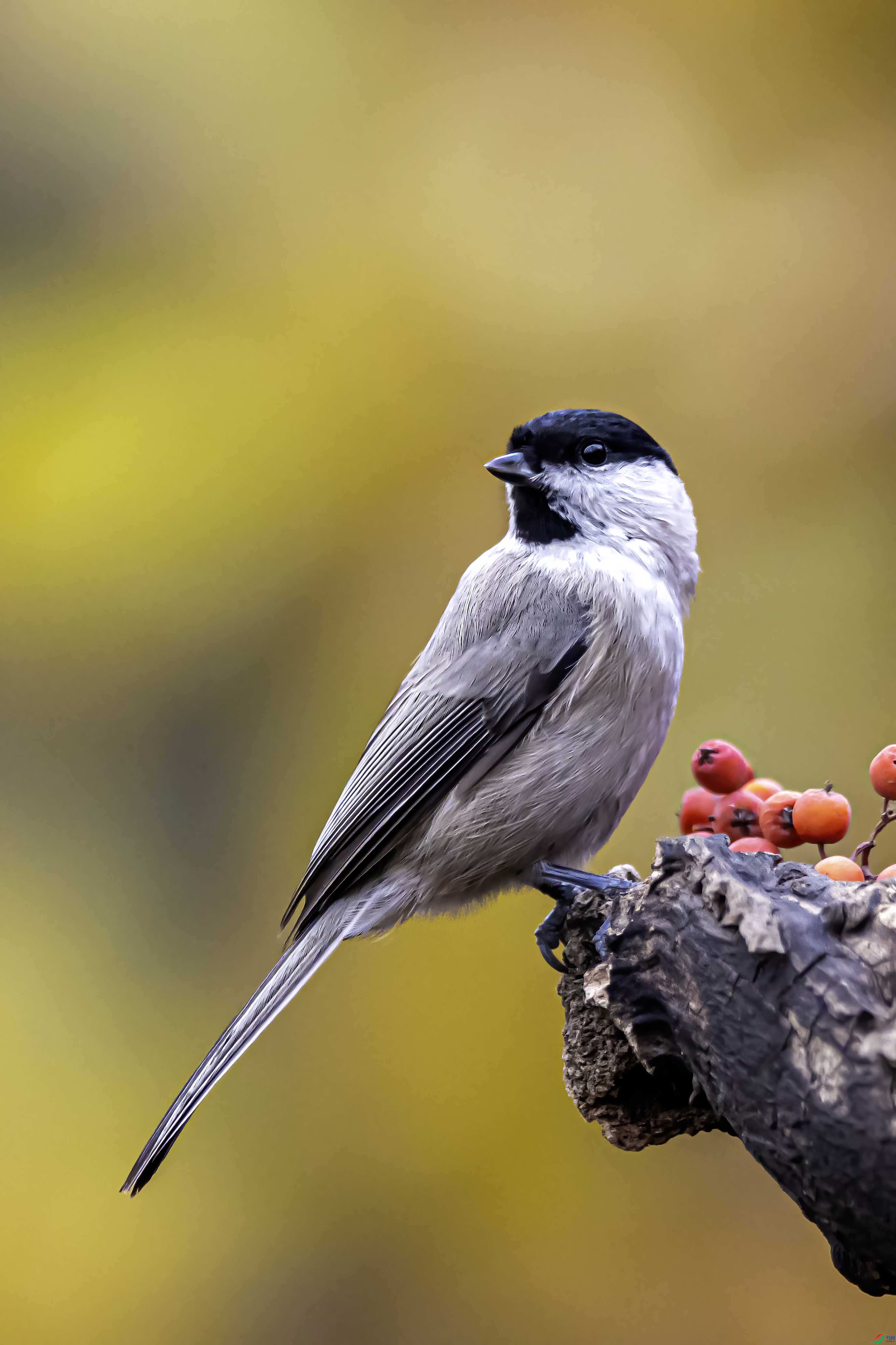 A64I4288 ���� 4.jpg