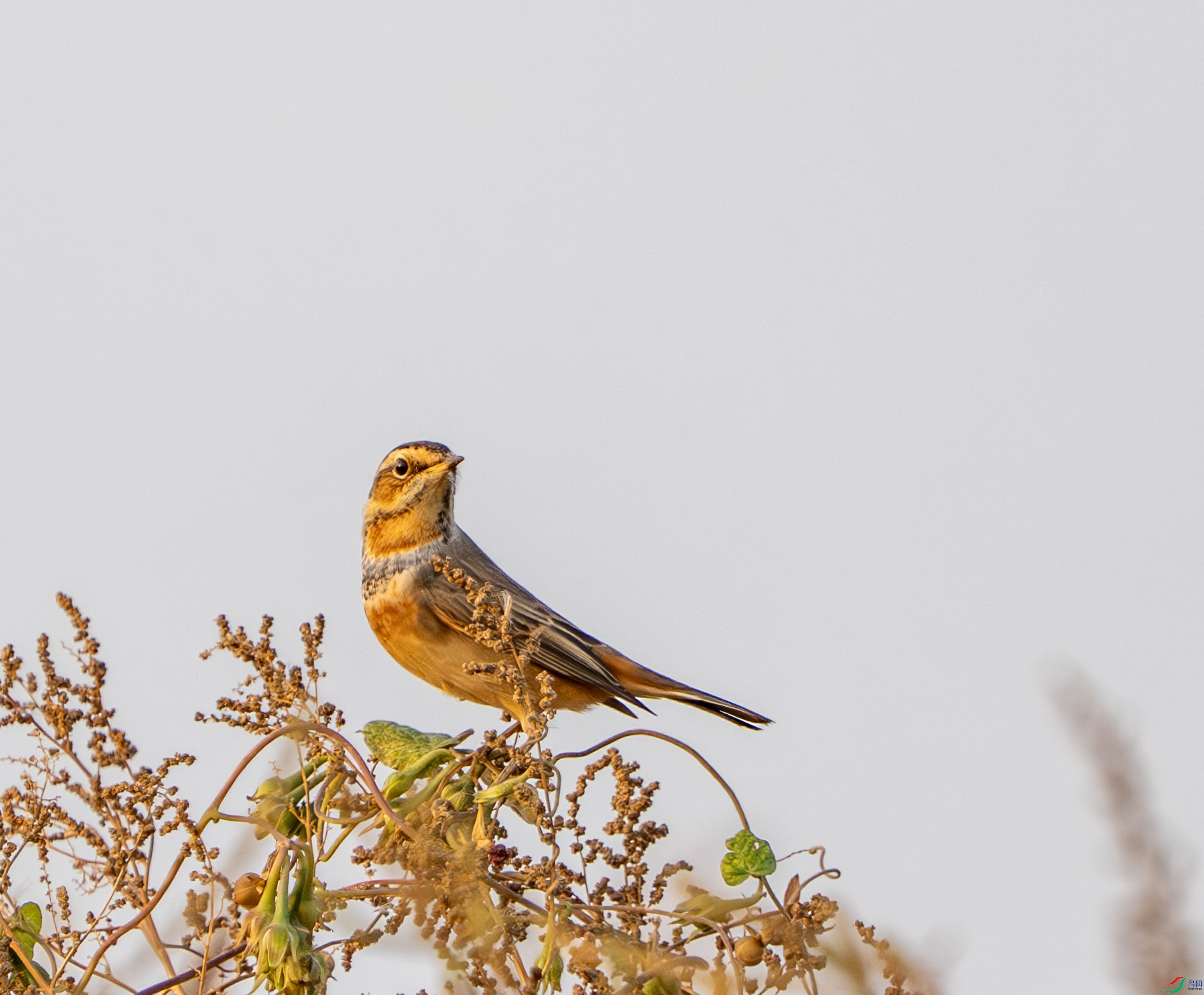 �������-2 (2).jpg