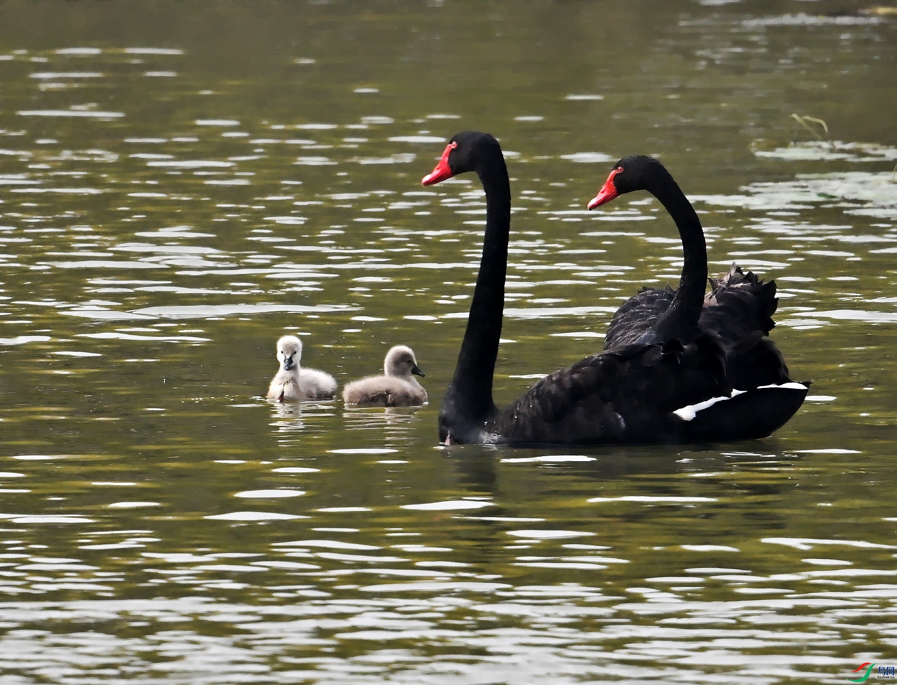 DSC_8875_conew1.jpg