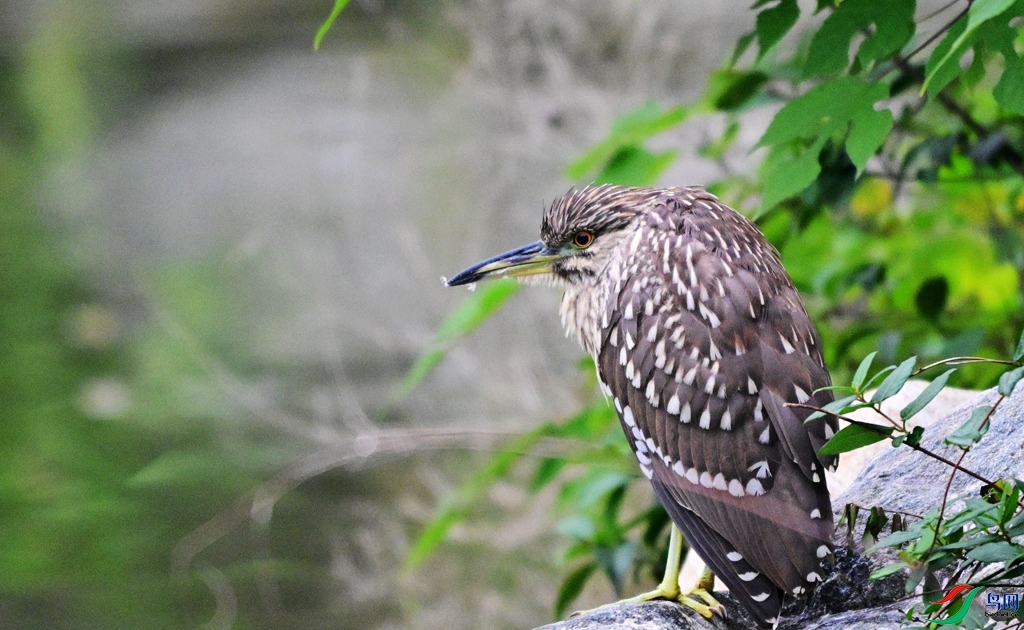DSC_0884.JPG