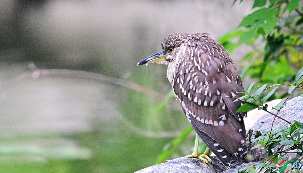 DSC_1209.JPG
