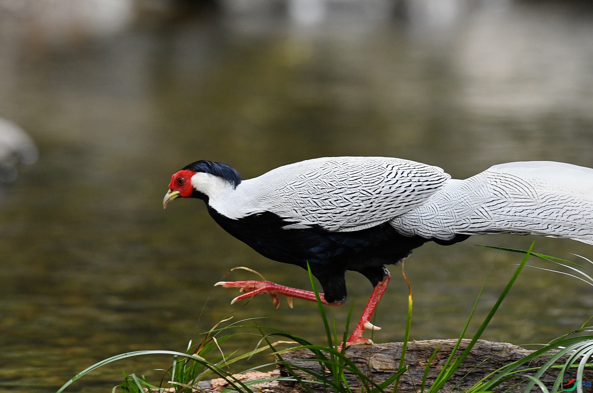 DSC_5176.jpg