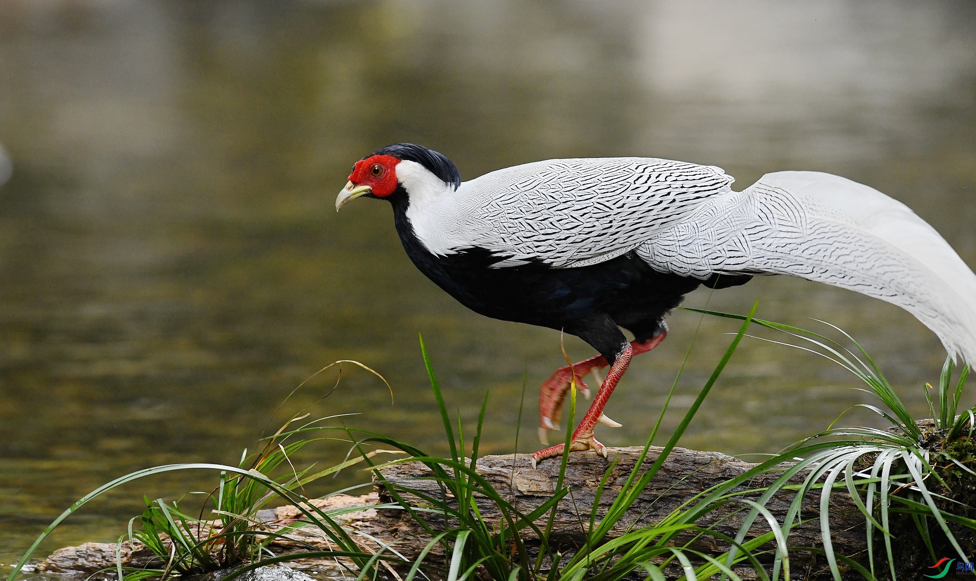 DSC_5175.jpg