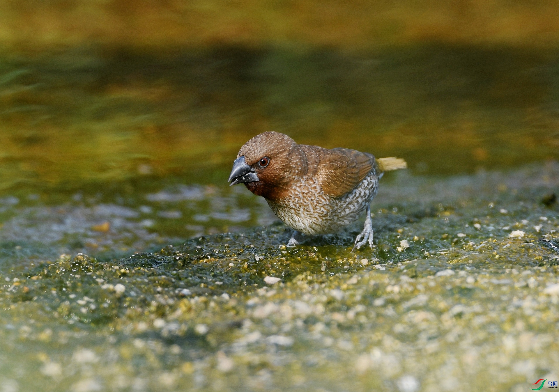 DSC_6513.jpg