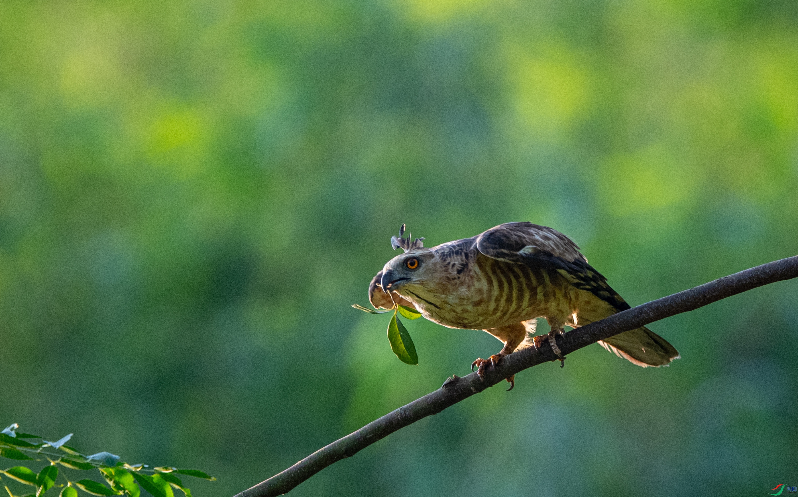 DSC_0990�ֹھ���.JPG
