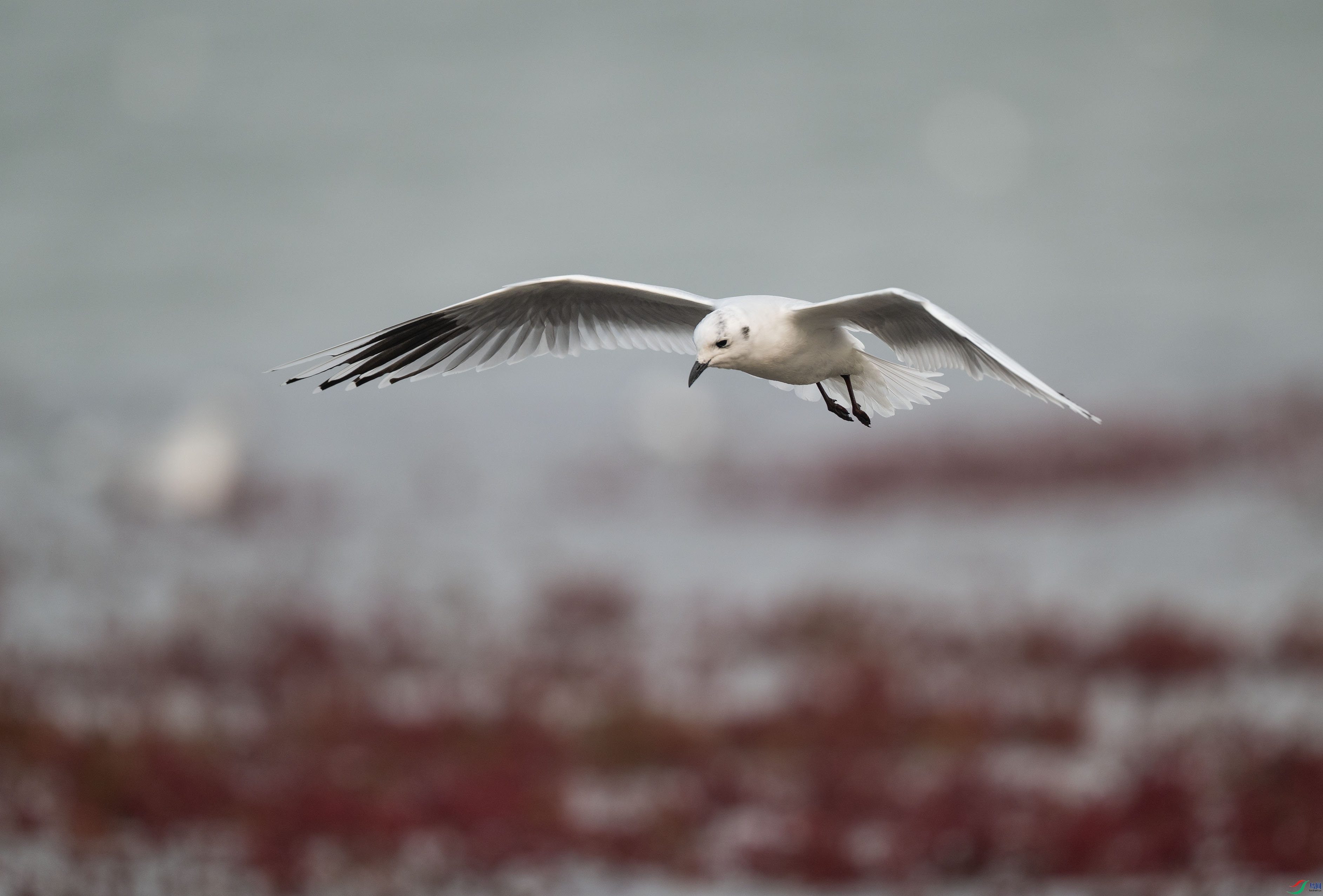 DSC_1764.jpg