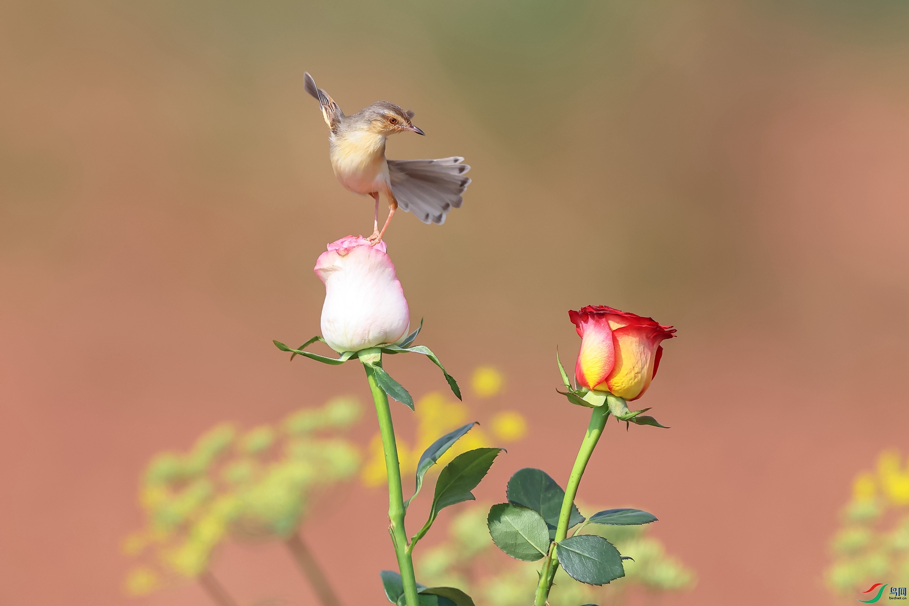 0E2A8233_����.jpg