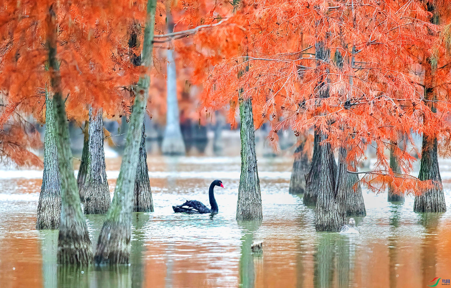 _S7I3965 ����-Sha----1 .jpg