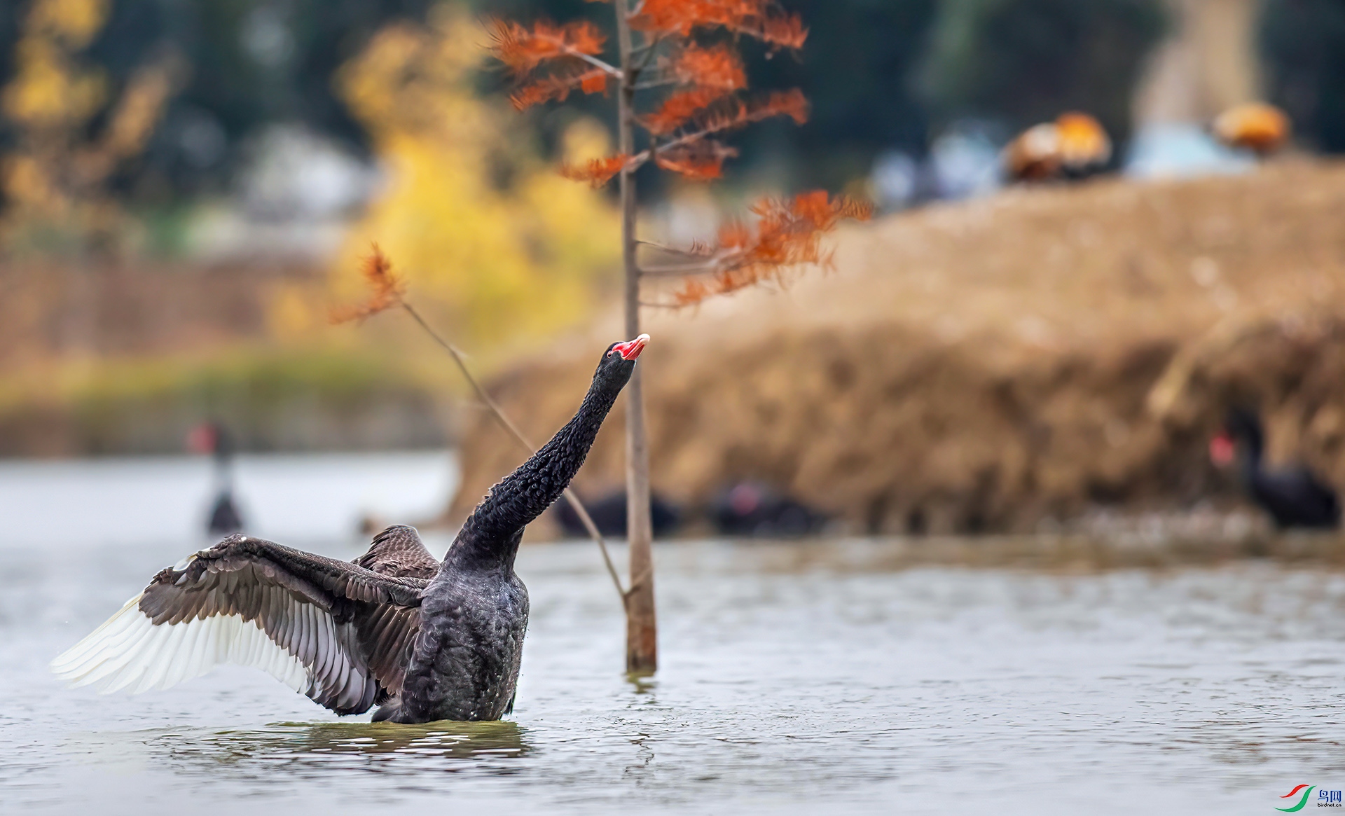 _S7I5080 ����-Sh----1 .jpg