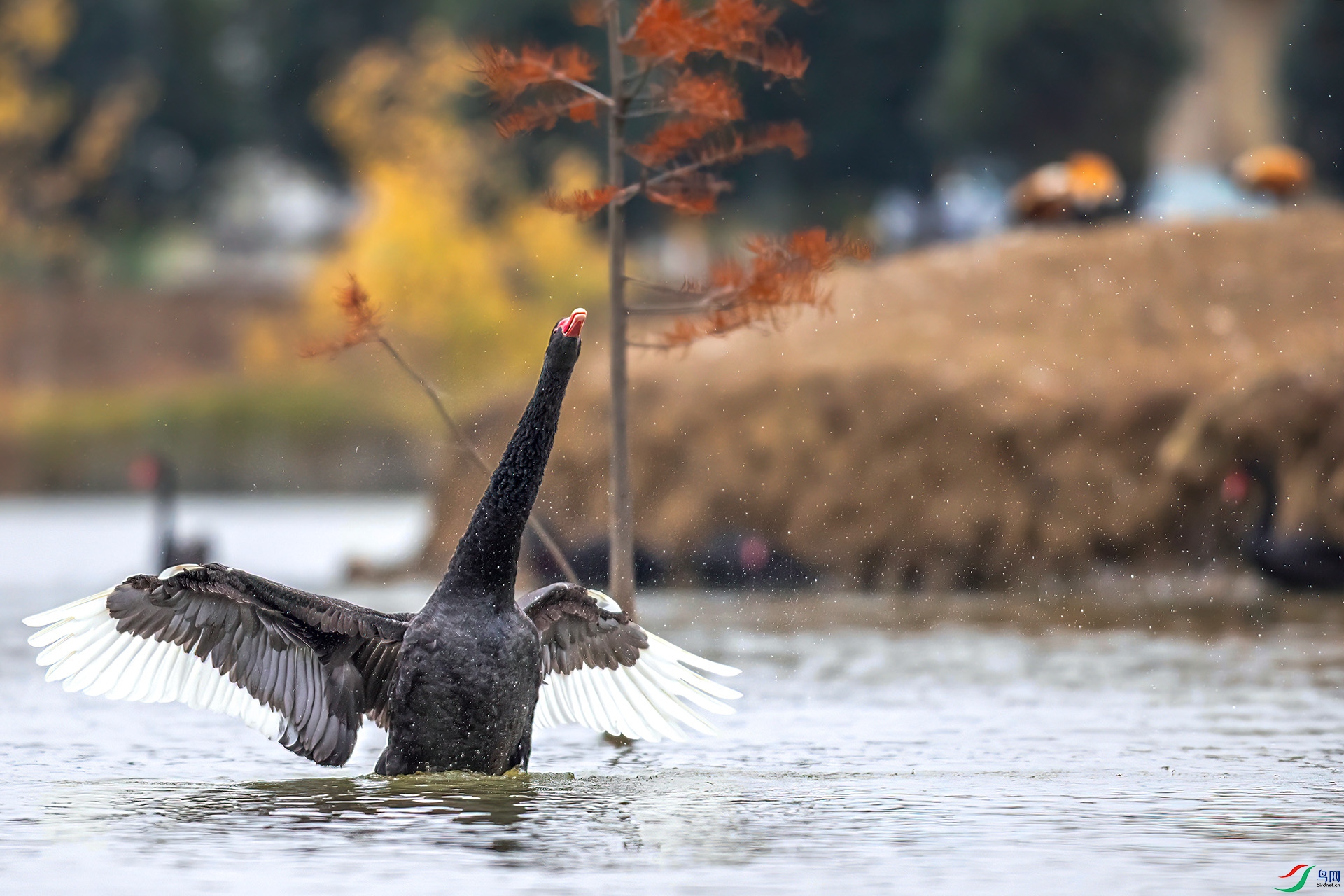 _S7I5092 ����-Sh---1 .jpg