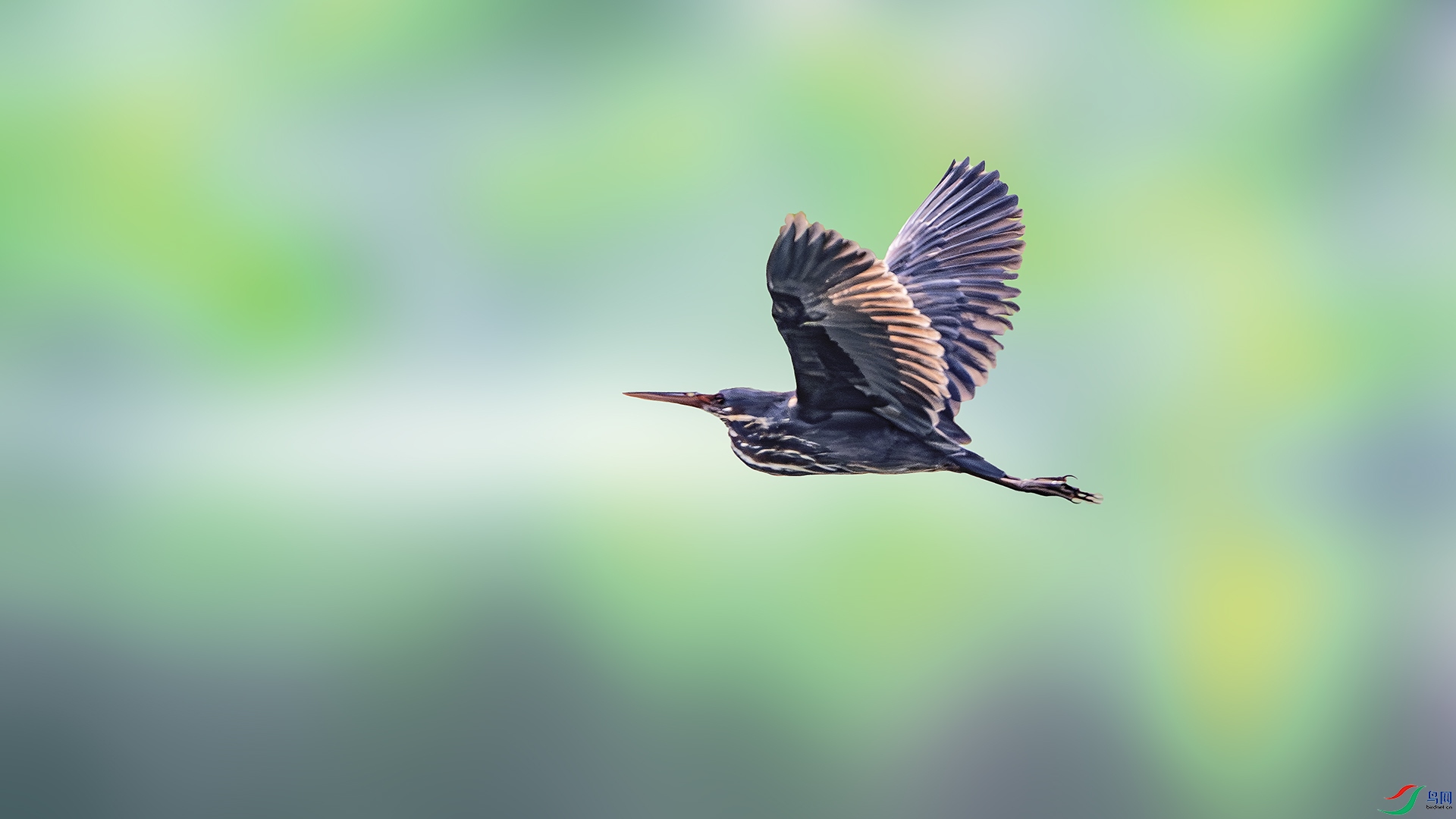 DSC_0444-����ǿ-NR ����.jpg