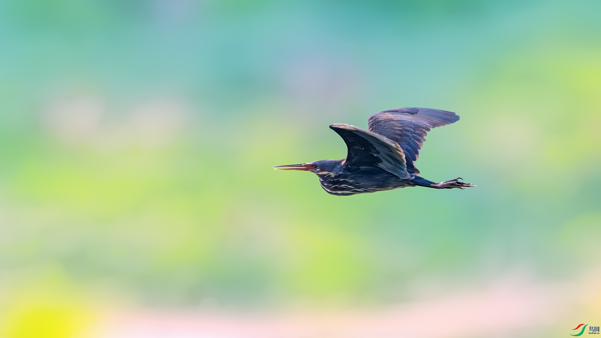 DSC_0463-����ǿ-NR ����.jpg