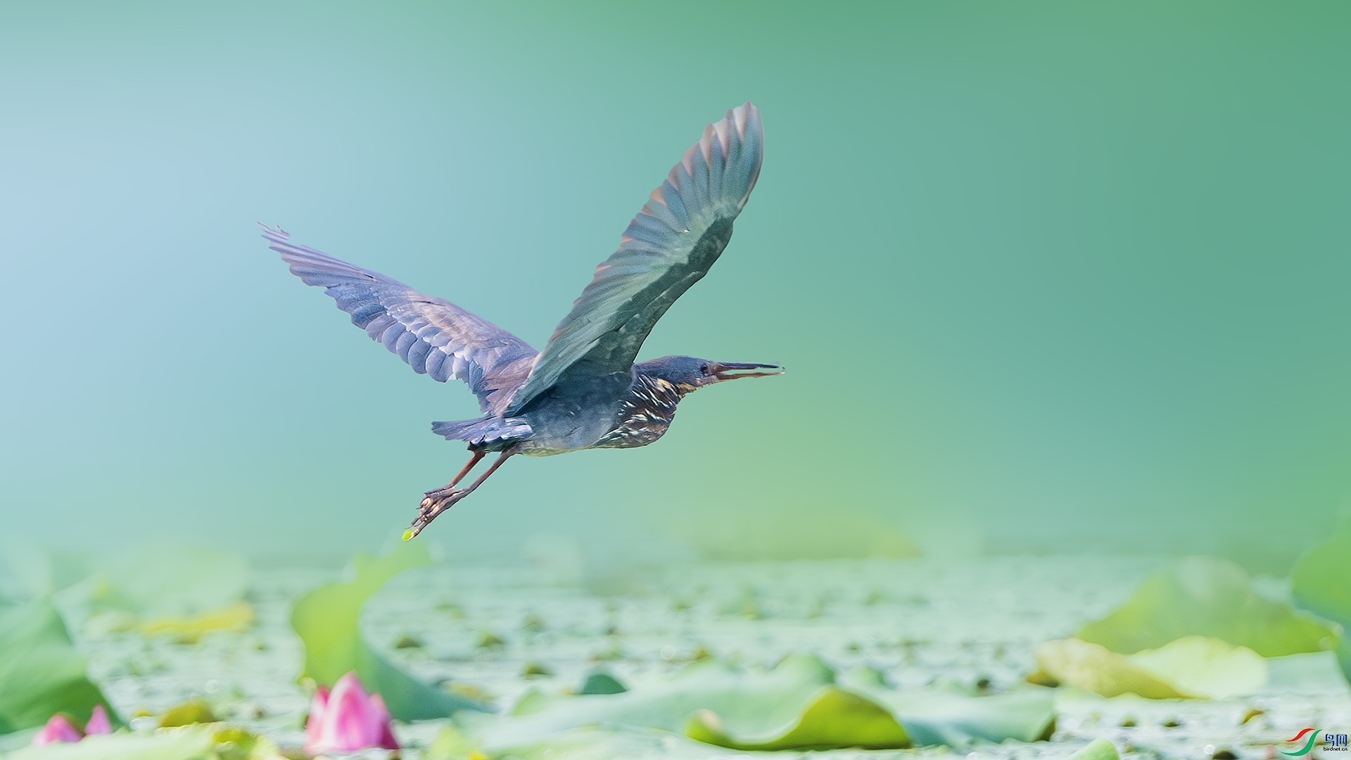 DSC_0670-����ǿ-NR ����.jpg