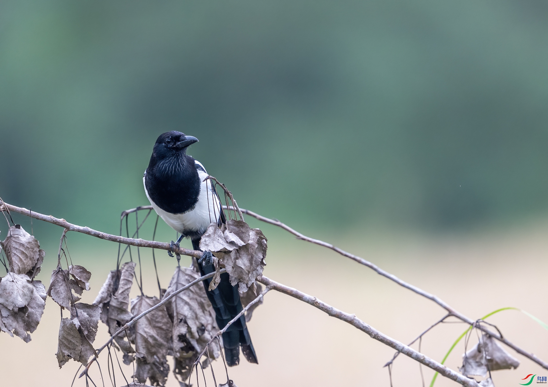 DSC_9720-1.jpg