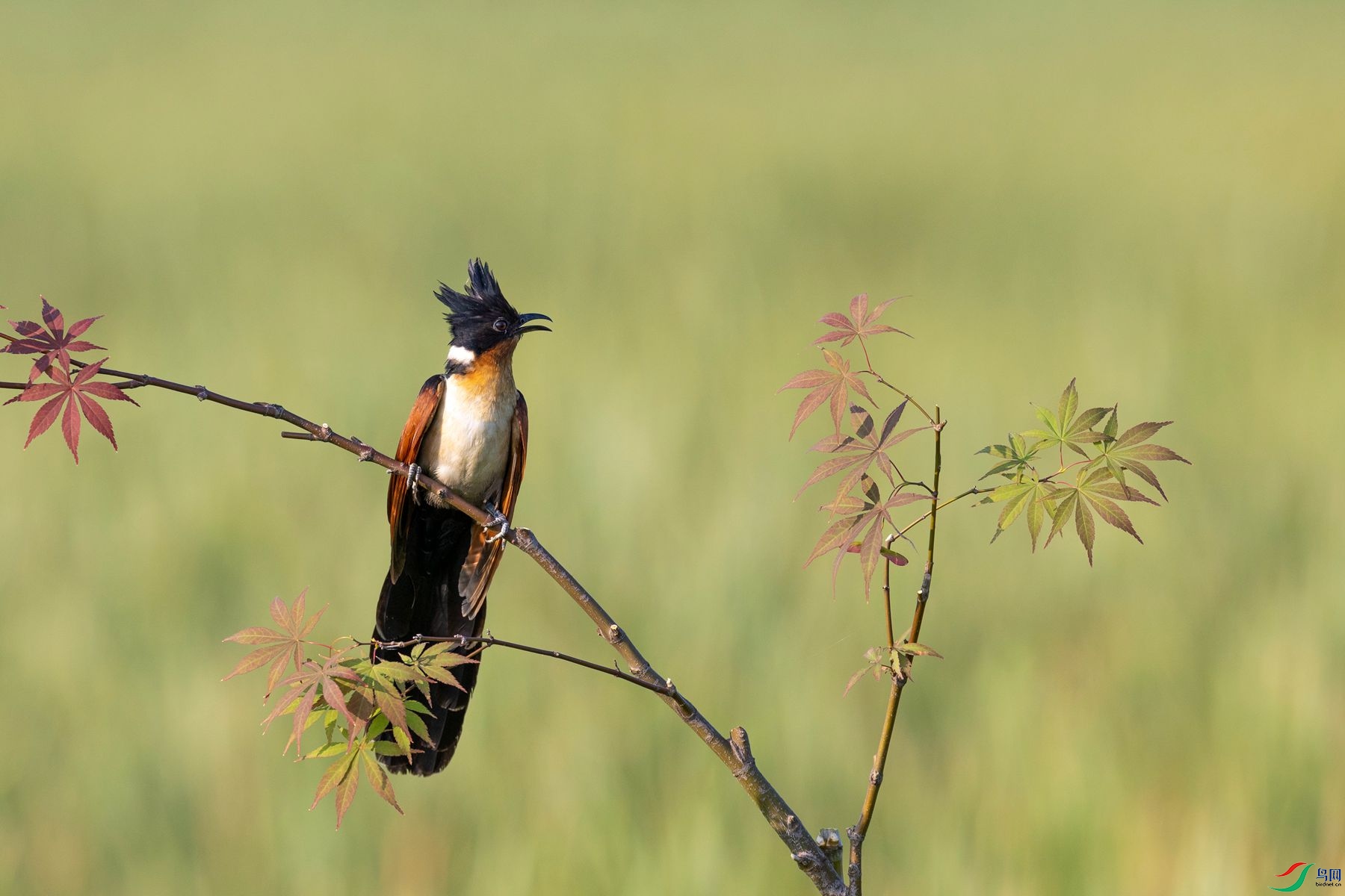 ����ͷ��