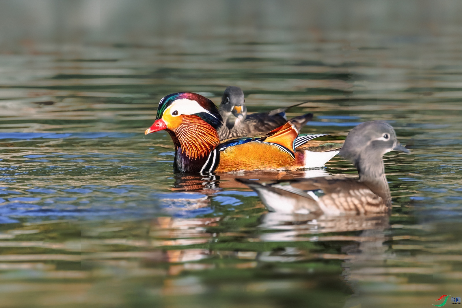 ԧ��----������Ӱ�����