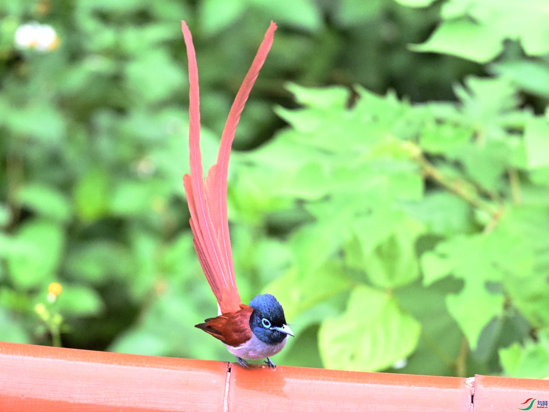 DSC_7083.JPG