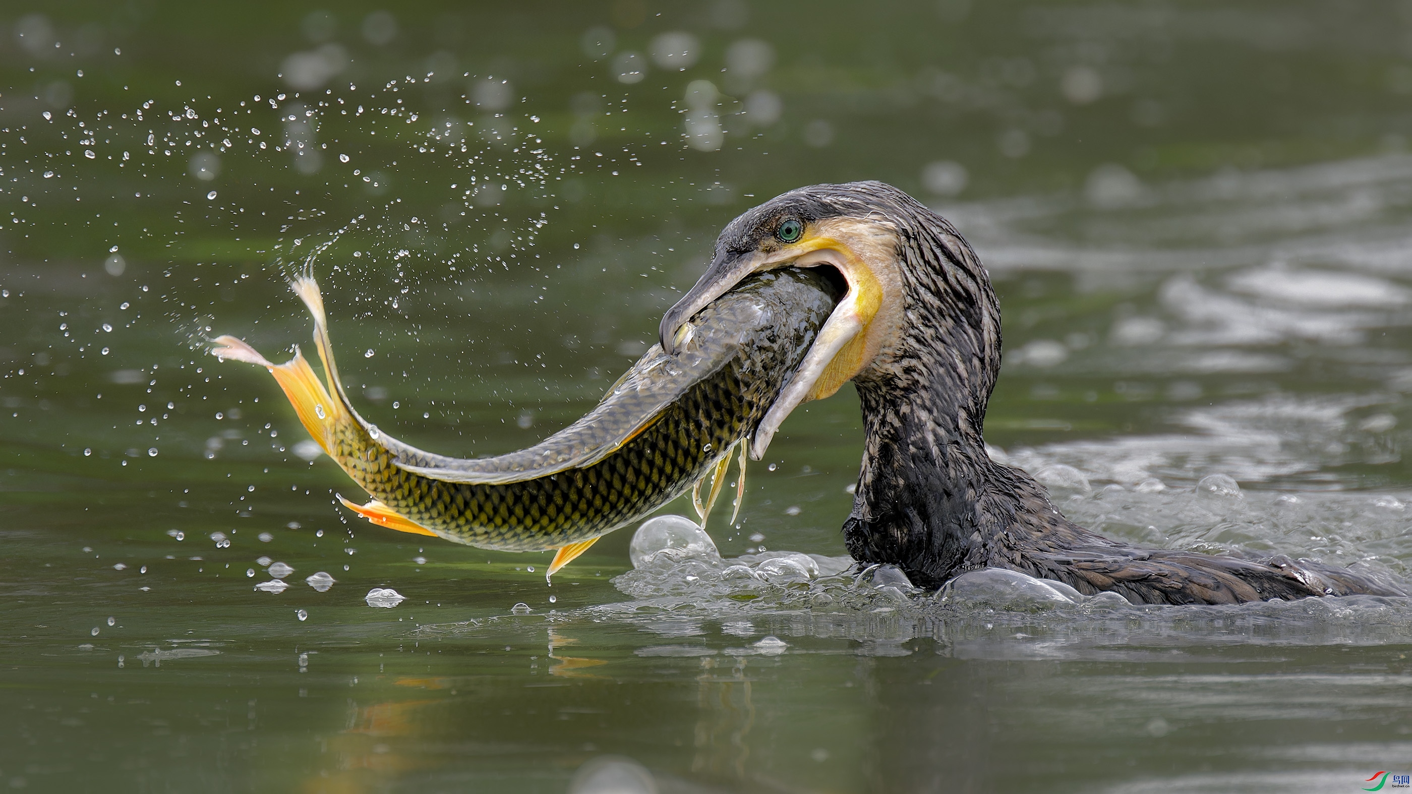 DSC_0063_DxO.jpg