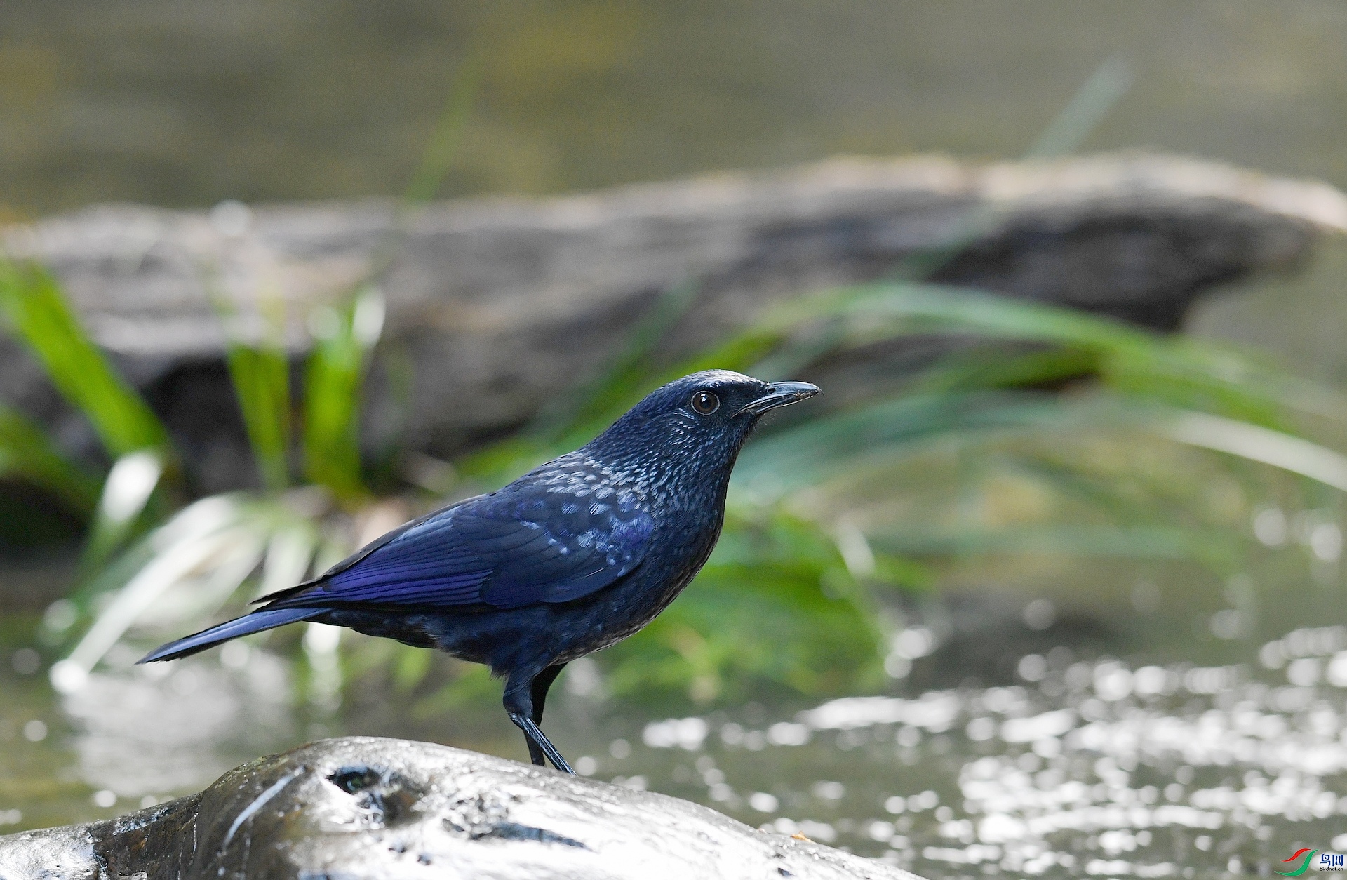 DSC_4444.jpg
