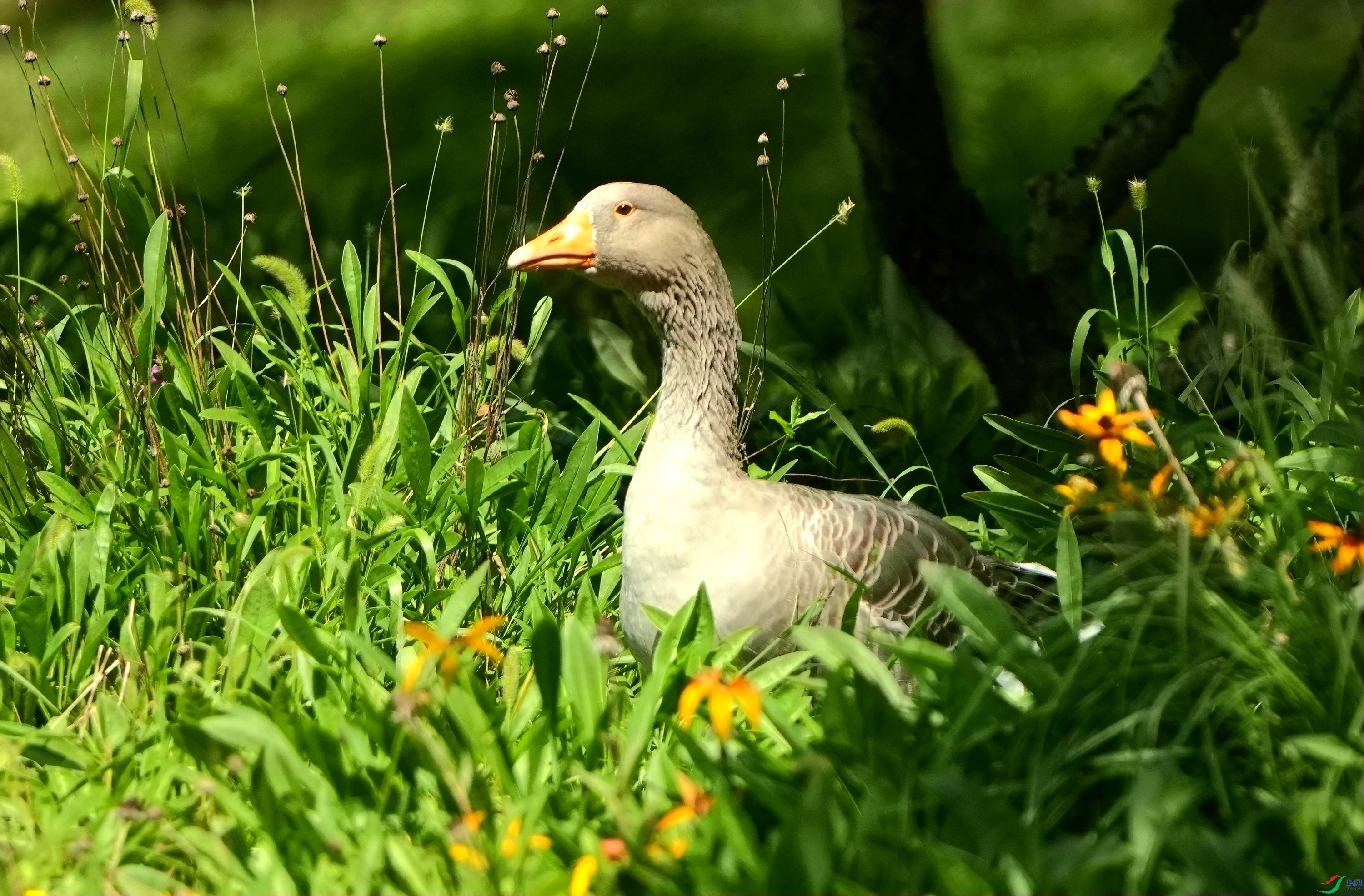 �����뻨��DSC01340_����.jpg