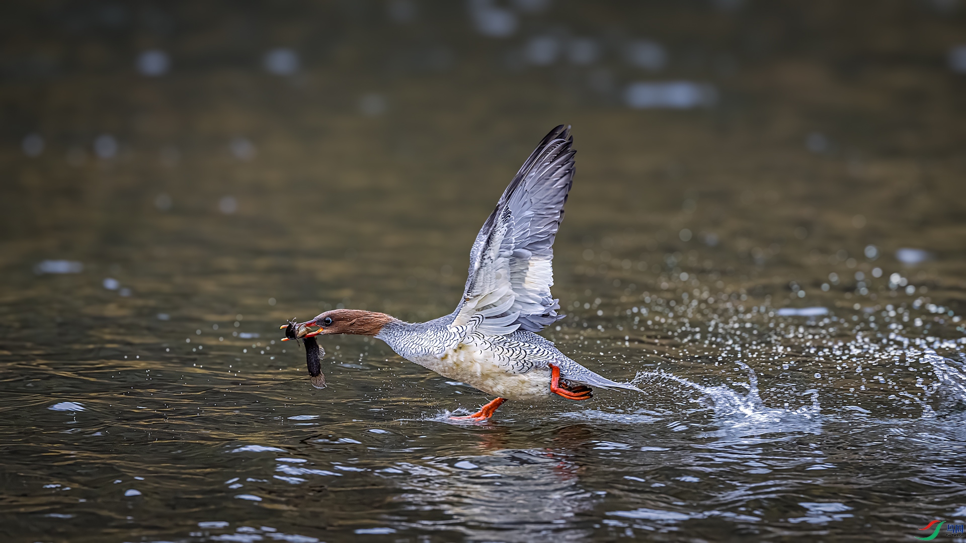 ����ƽ��