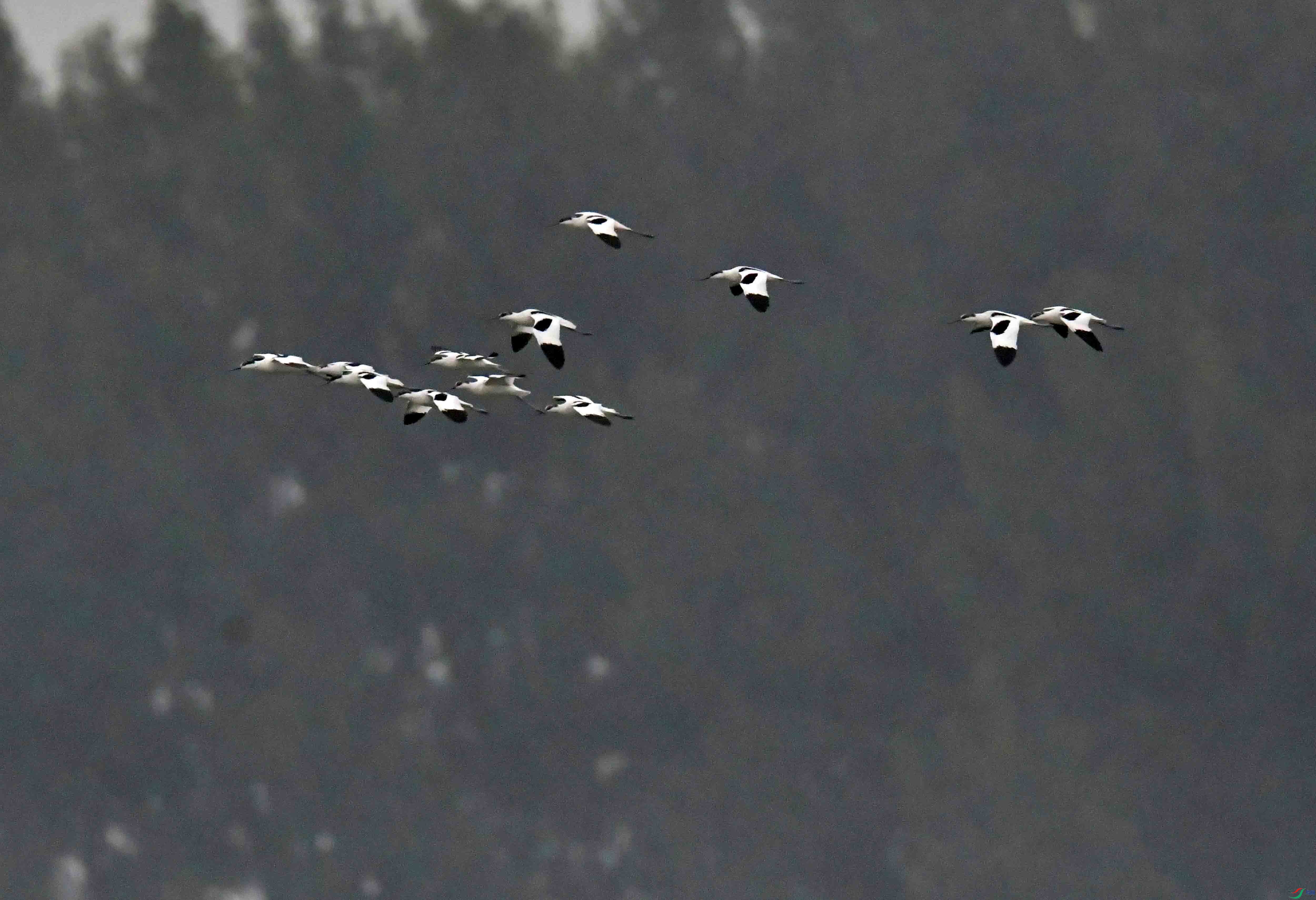 DSC_1331.JPG