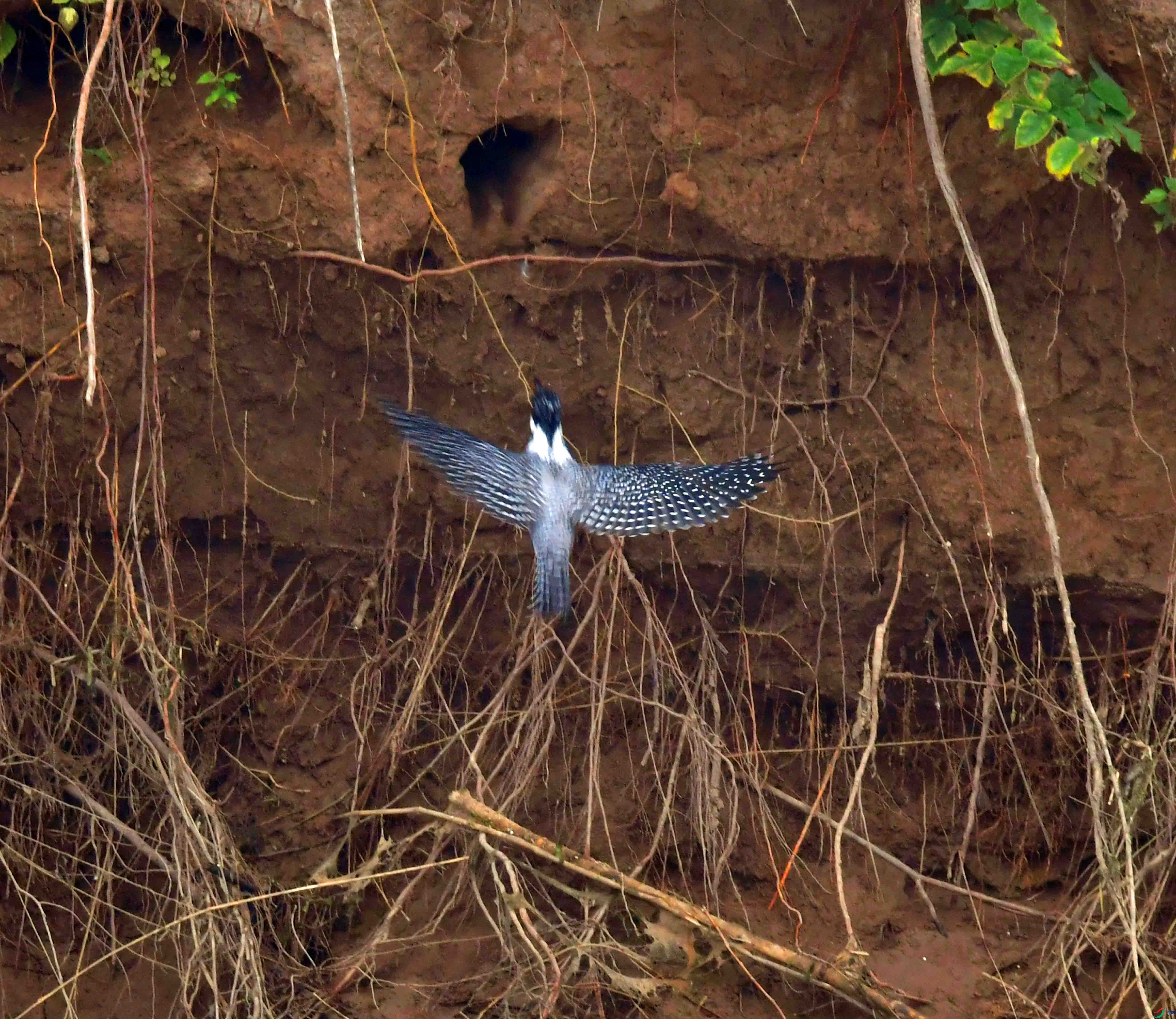 DSC_0402.JPG