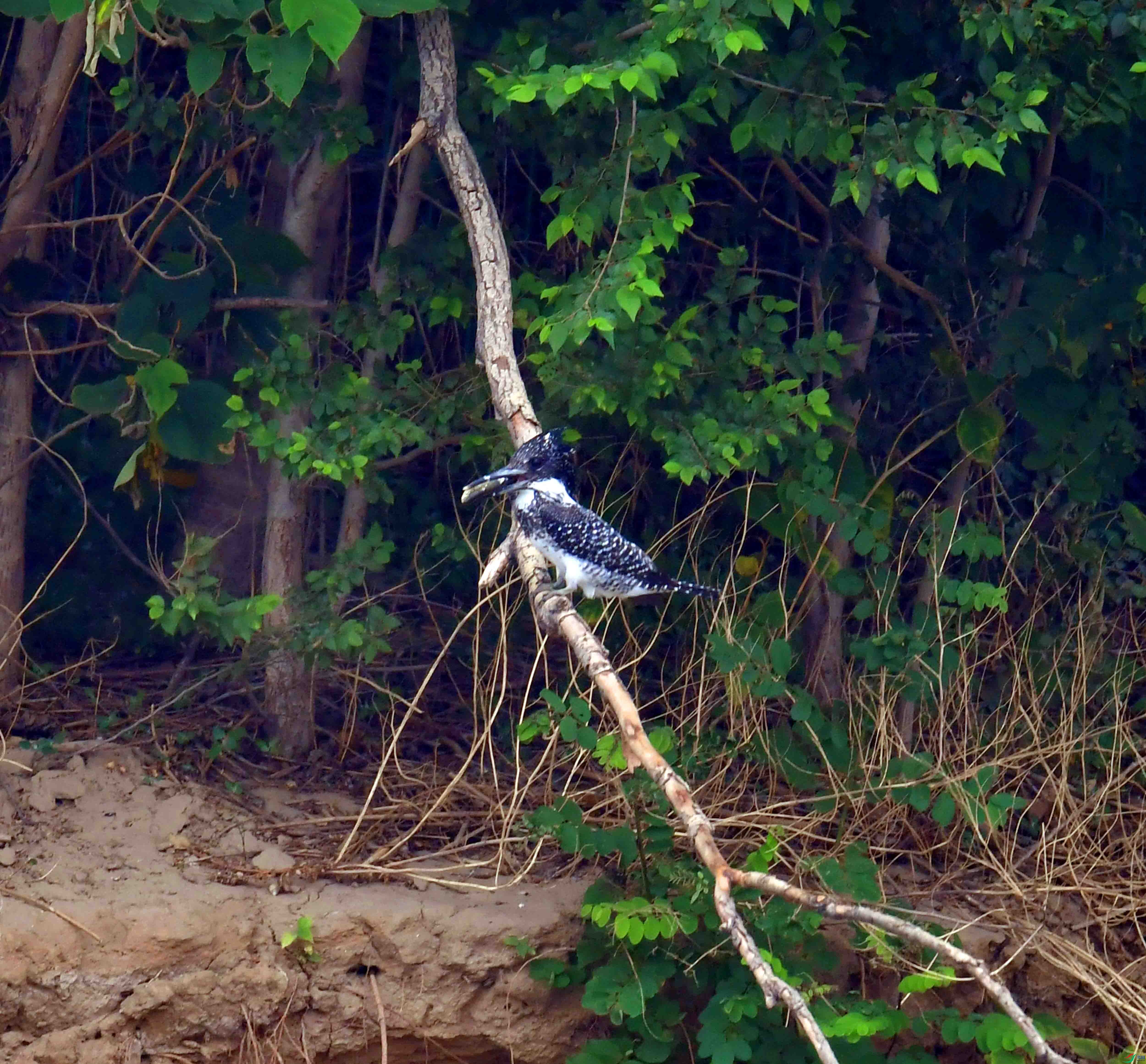 DSC_0476.JPG