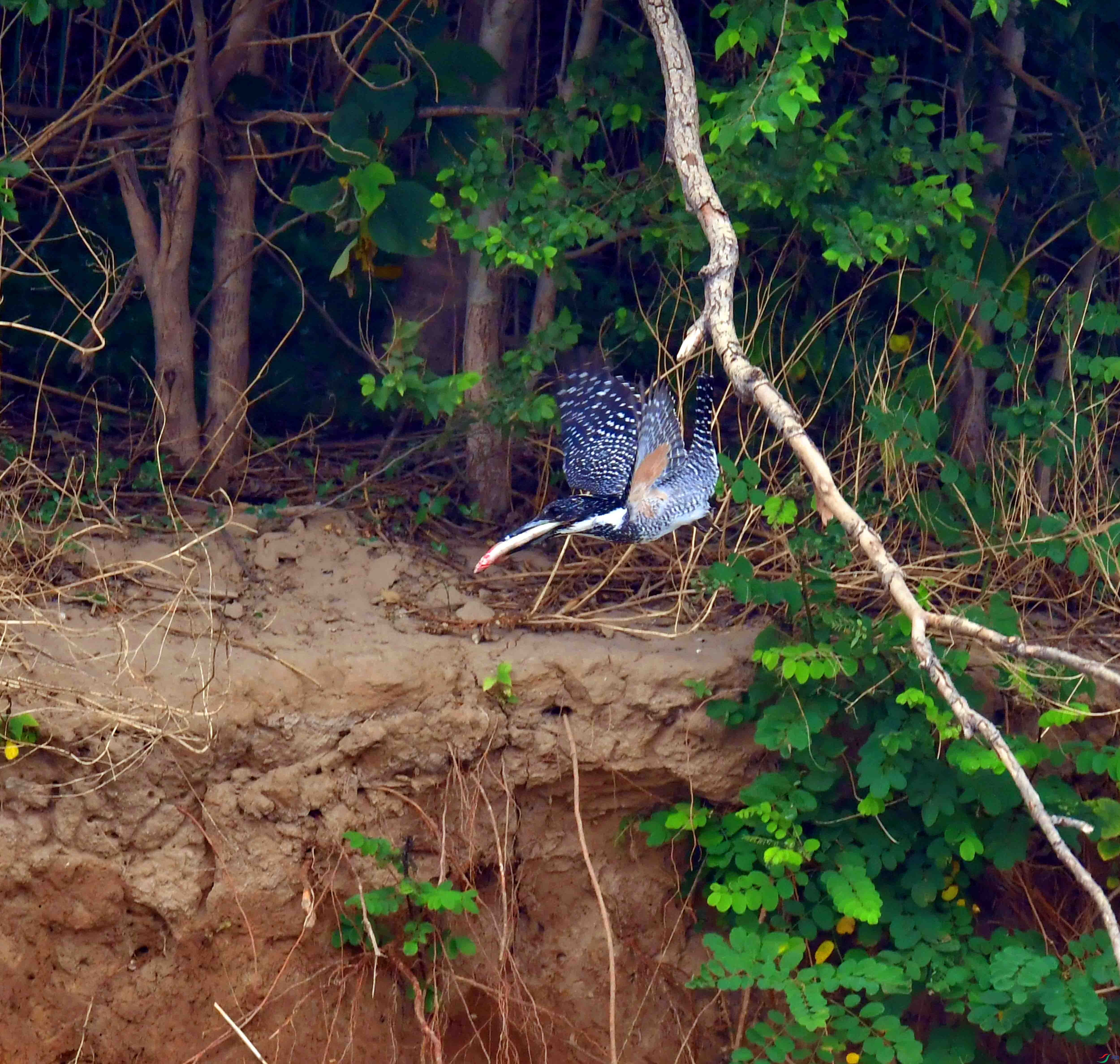 DSC_0522.JPG