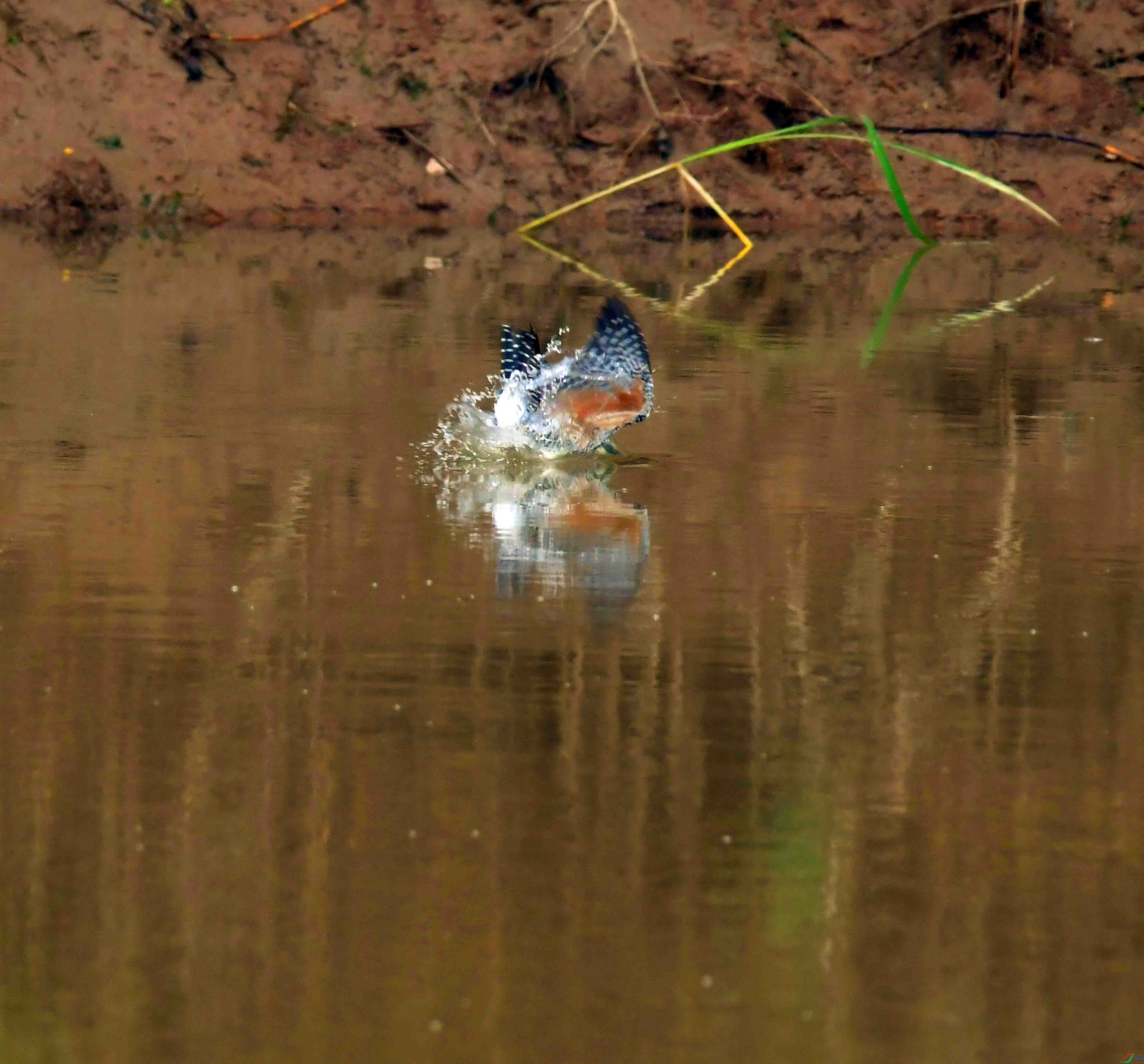 DSC_0488.JPG