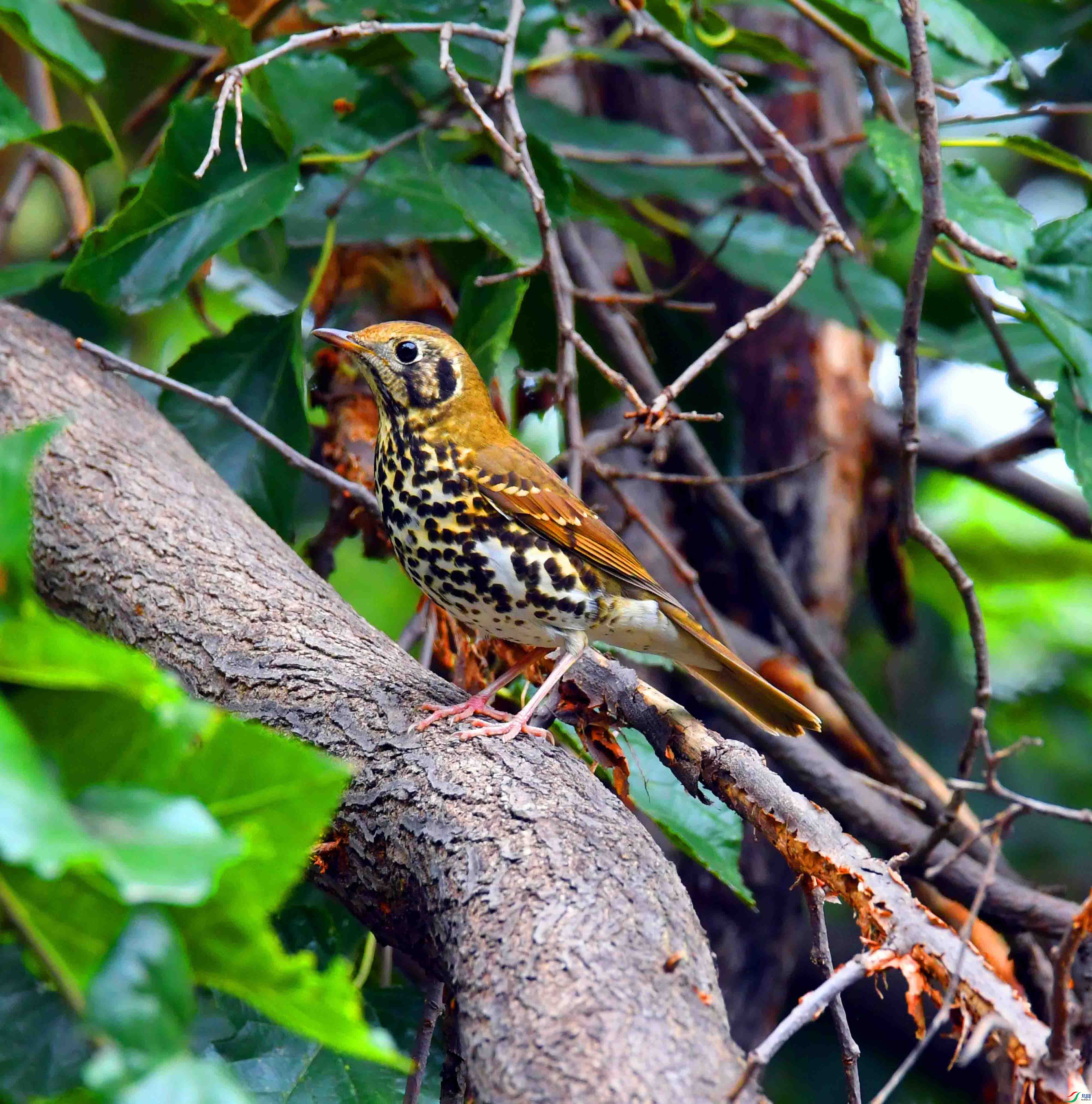 DSC_0887.JPG