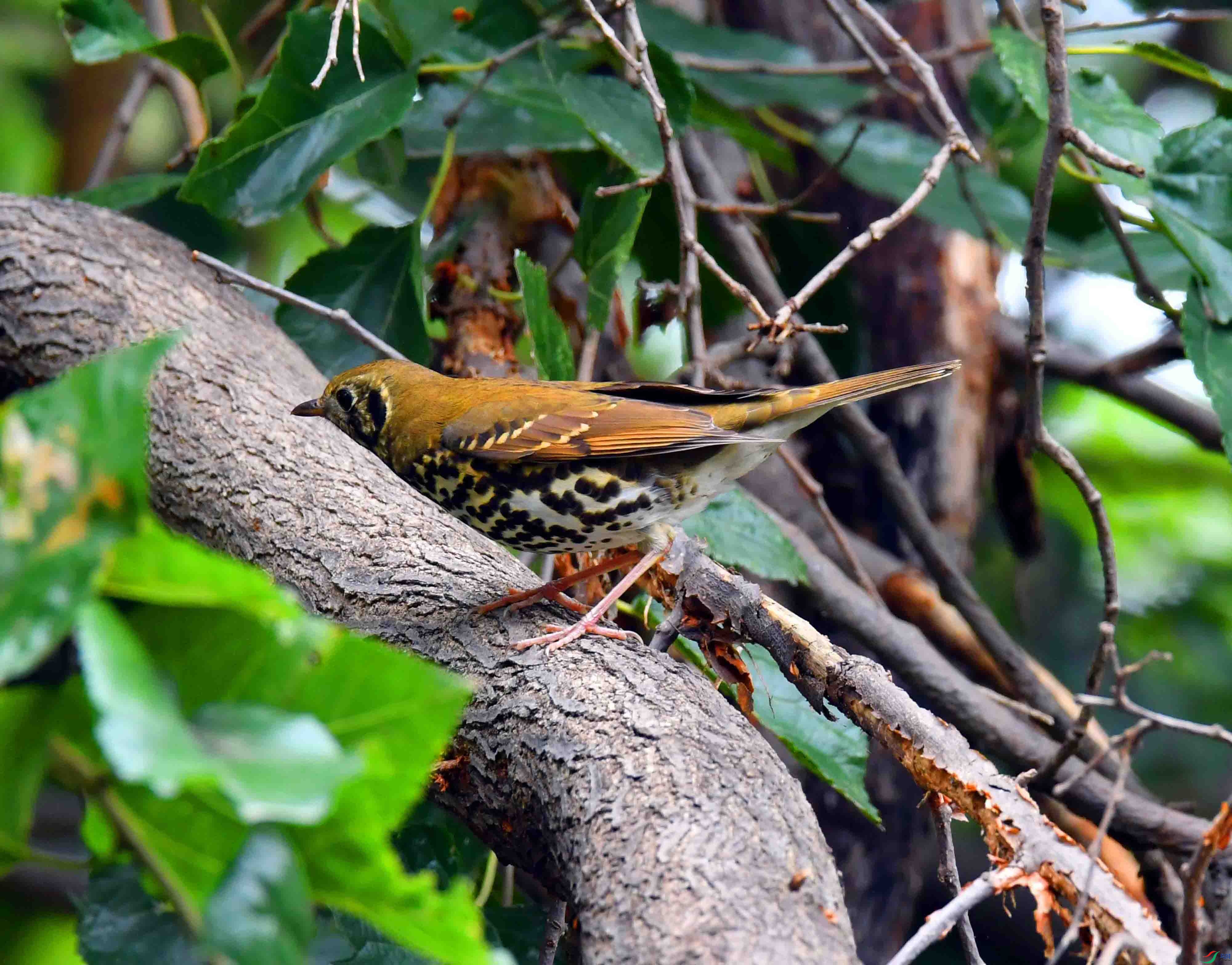 DSC_0890.JPG