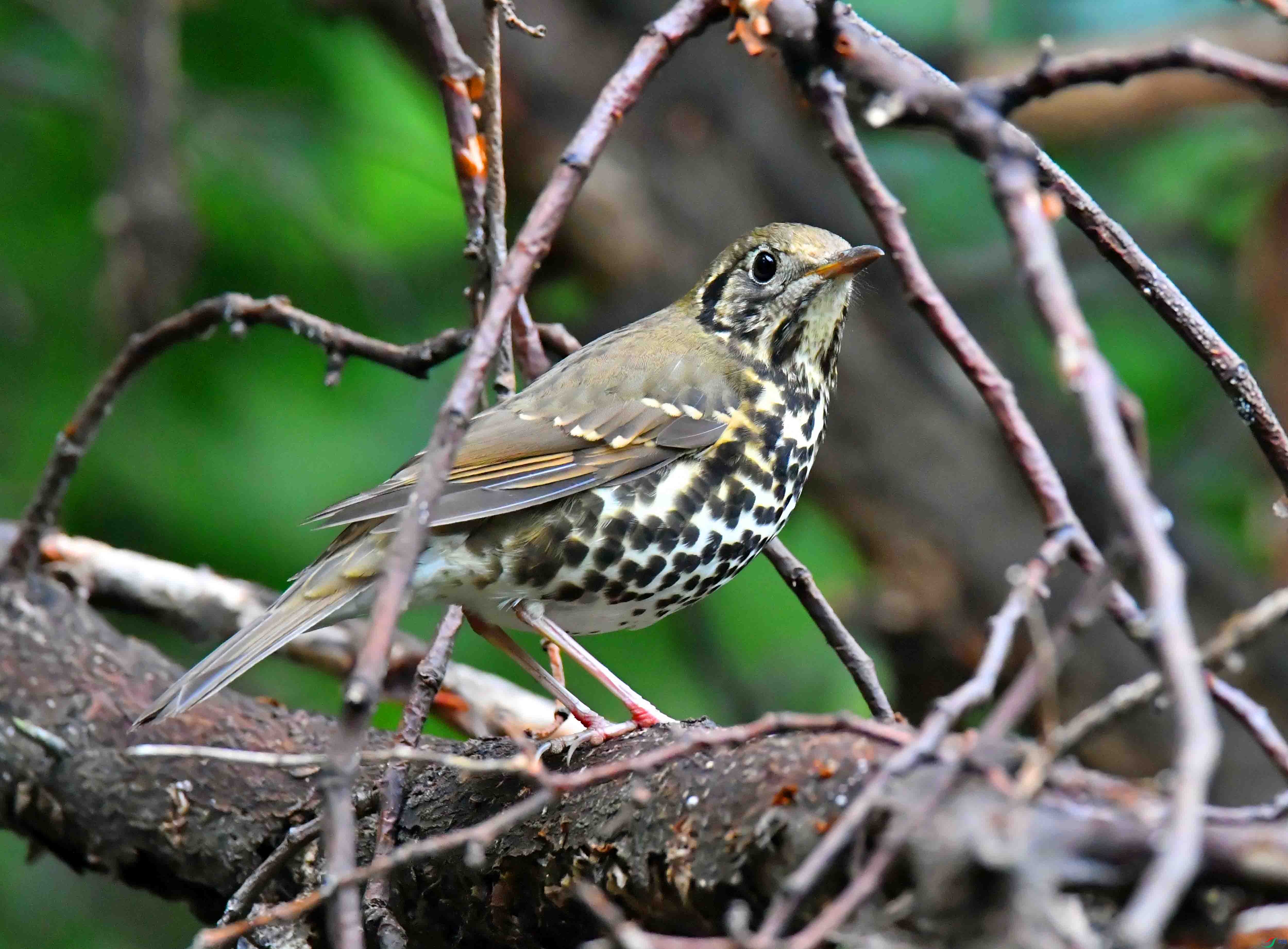 DSC_1413.JPG