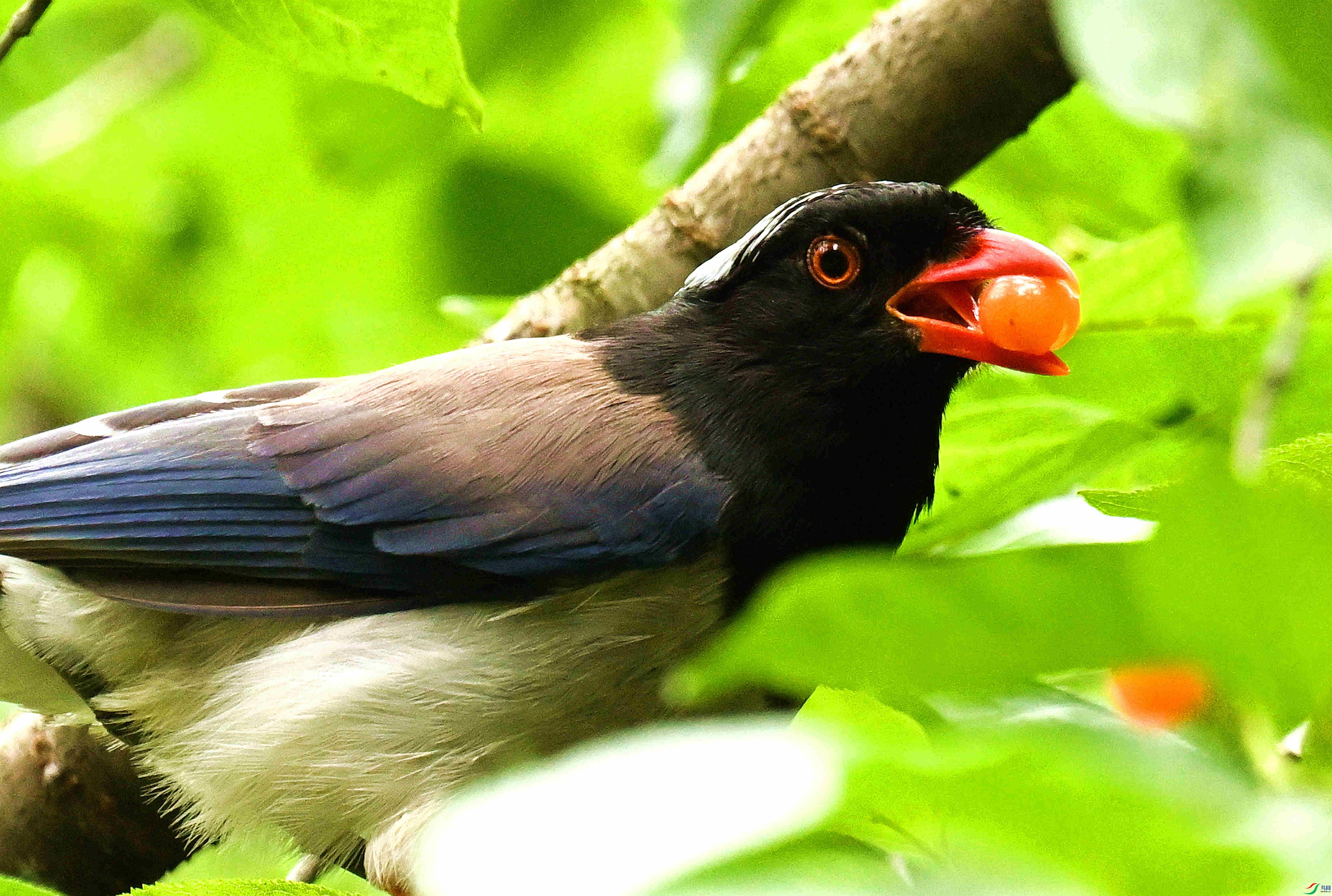 DSC_9662.JPG