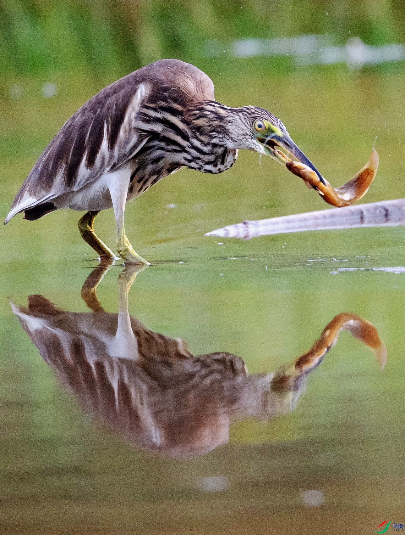 DSC_4807---_conew1.jpg